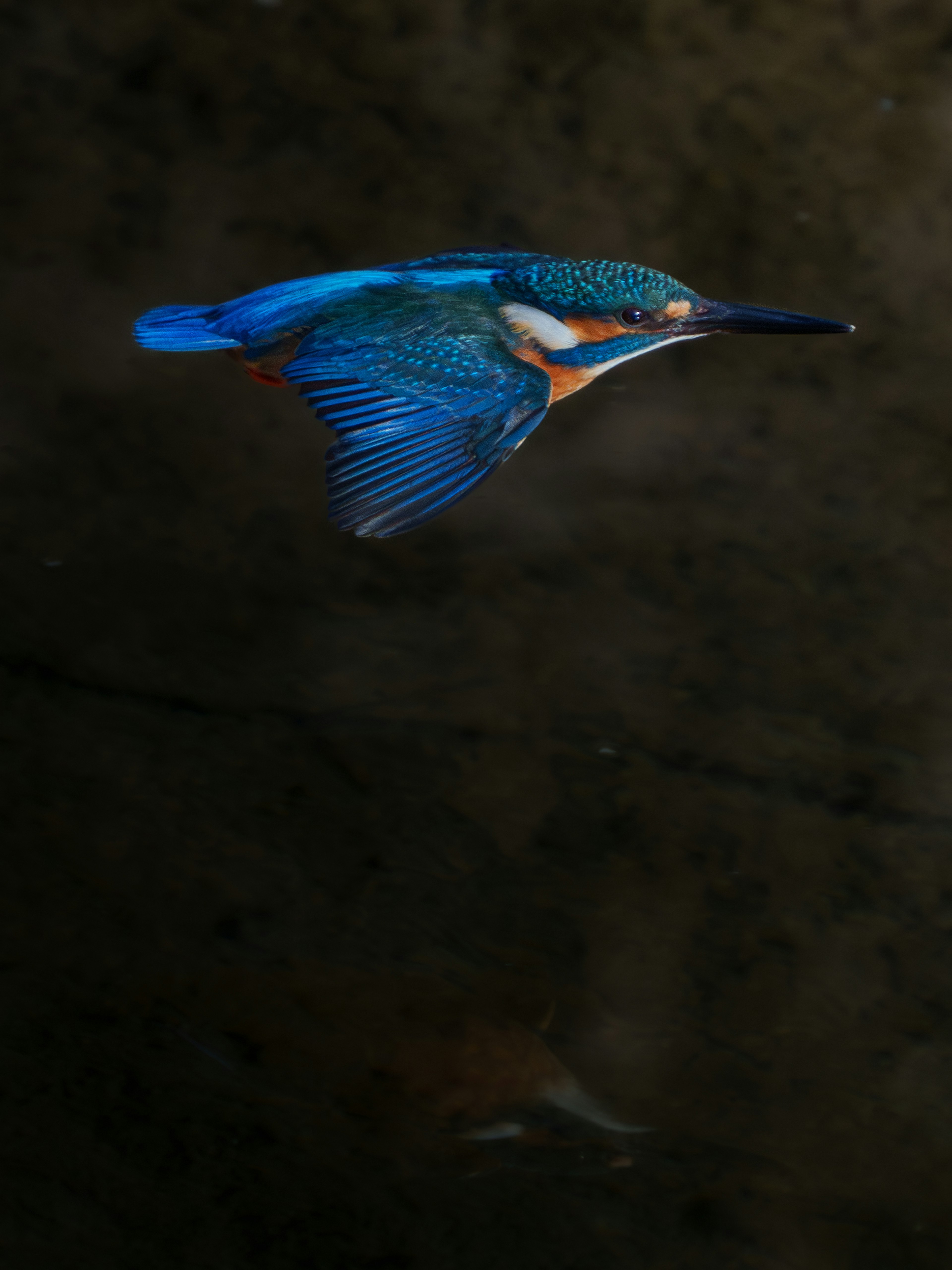 Un re del pesce con piume blu che vola nell'aria