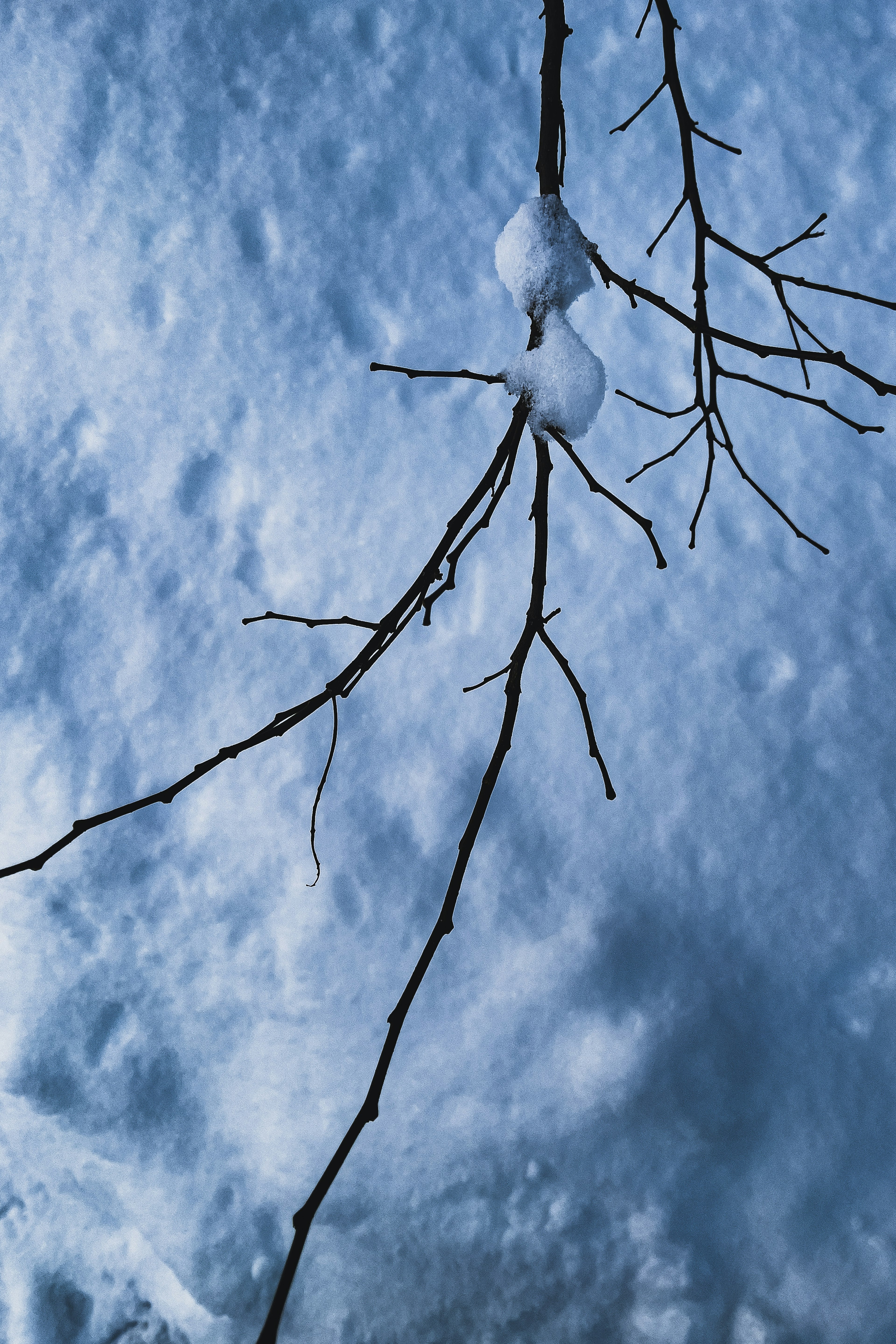 雪覆蓋的樹枝特寫