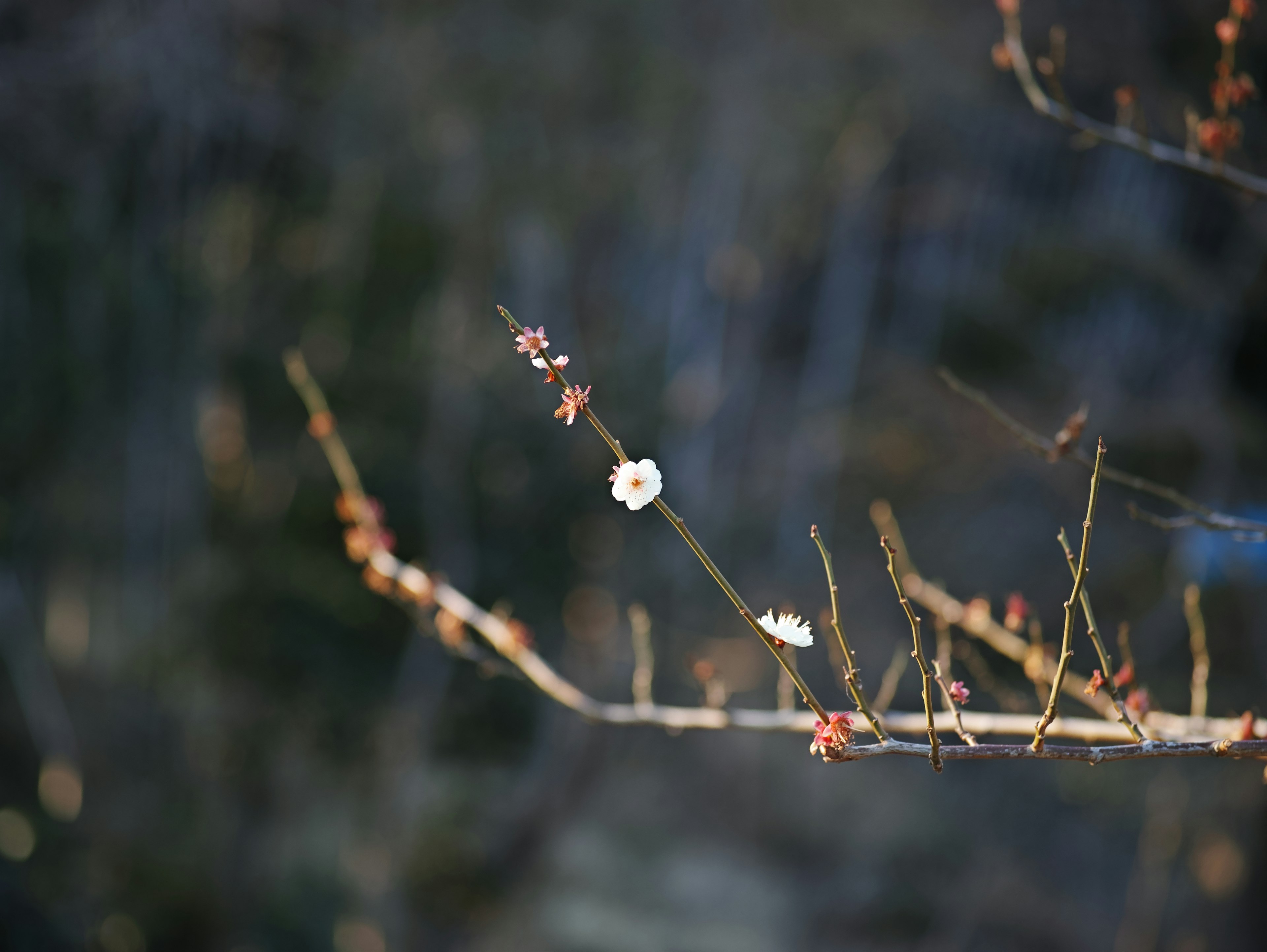 Ein dünner Ast mit einer einzelnen weißen Blume und Knospen