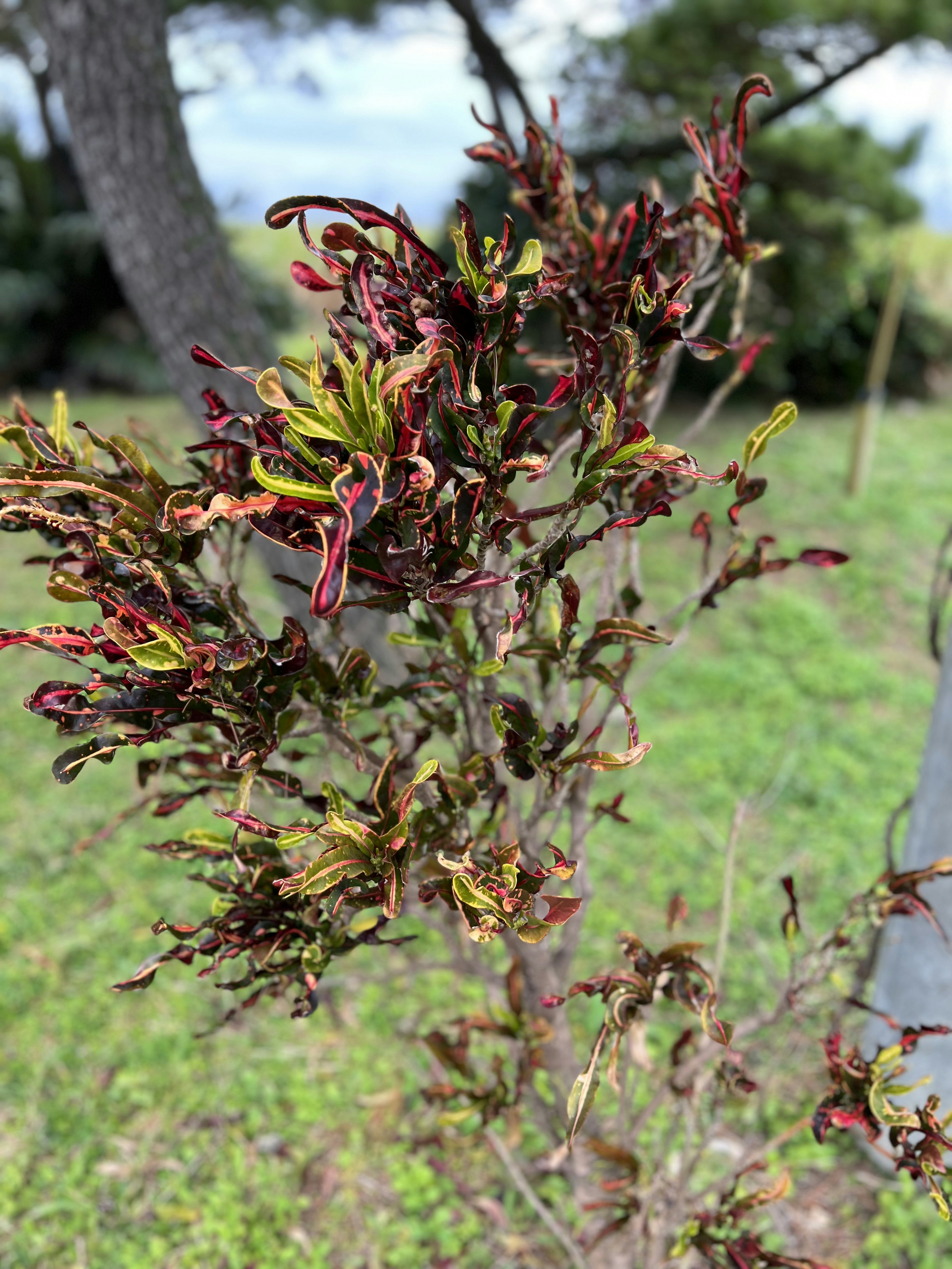 Primo piano di un piccolo albero con foglie verdi e rosse