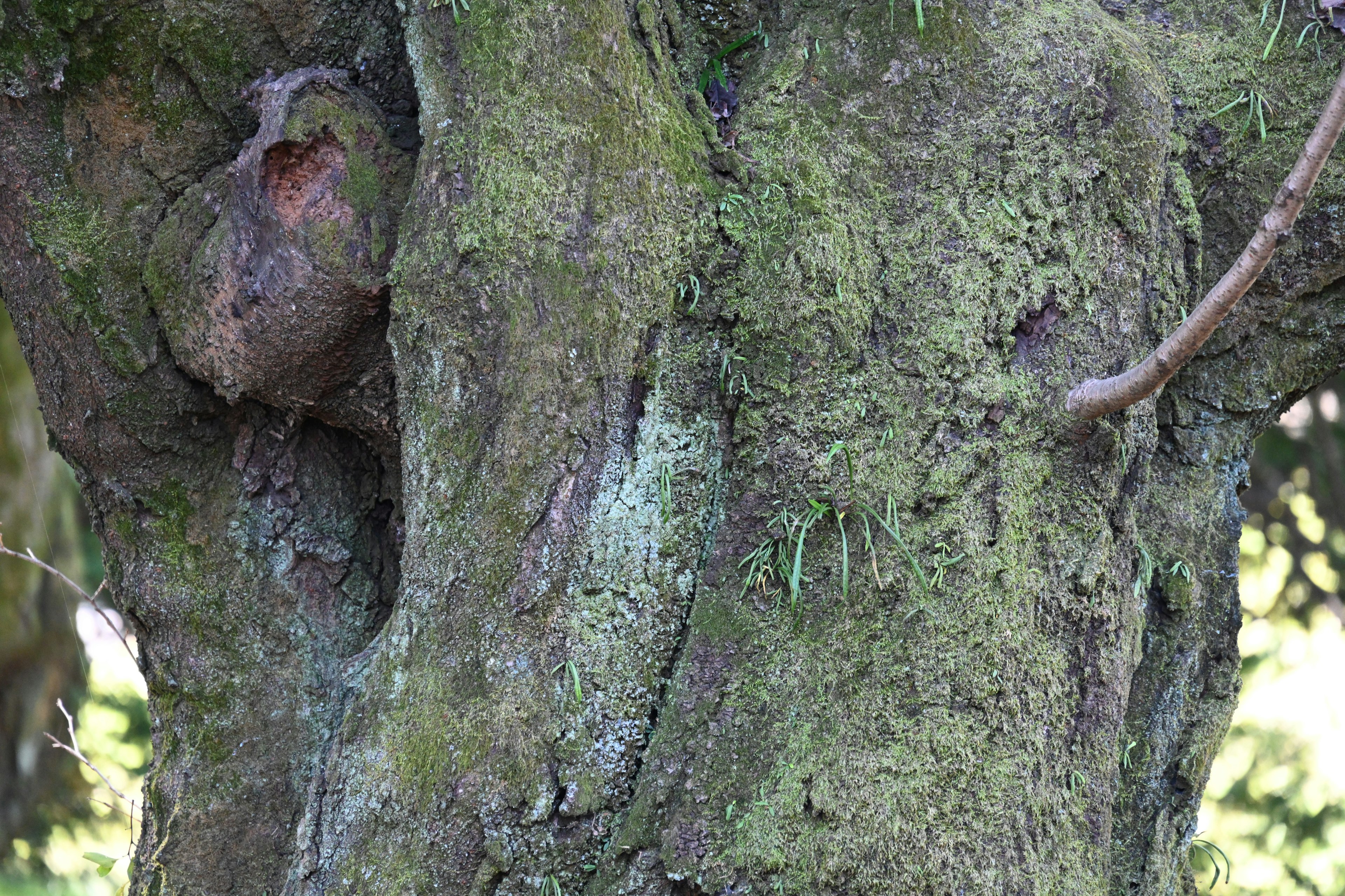 Textured surface of an old tree covered with moss