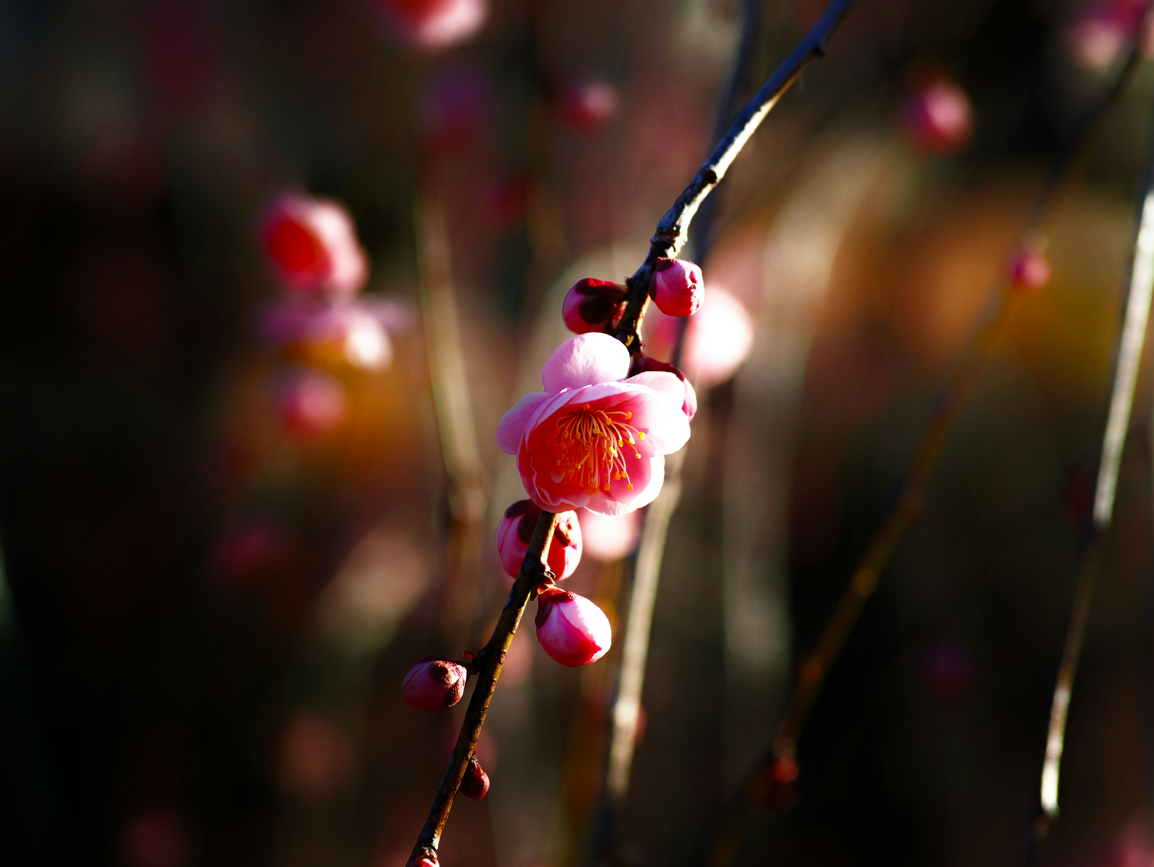 Gros plan de fleurs roses et de boutons sur fond sombre