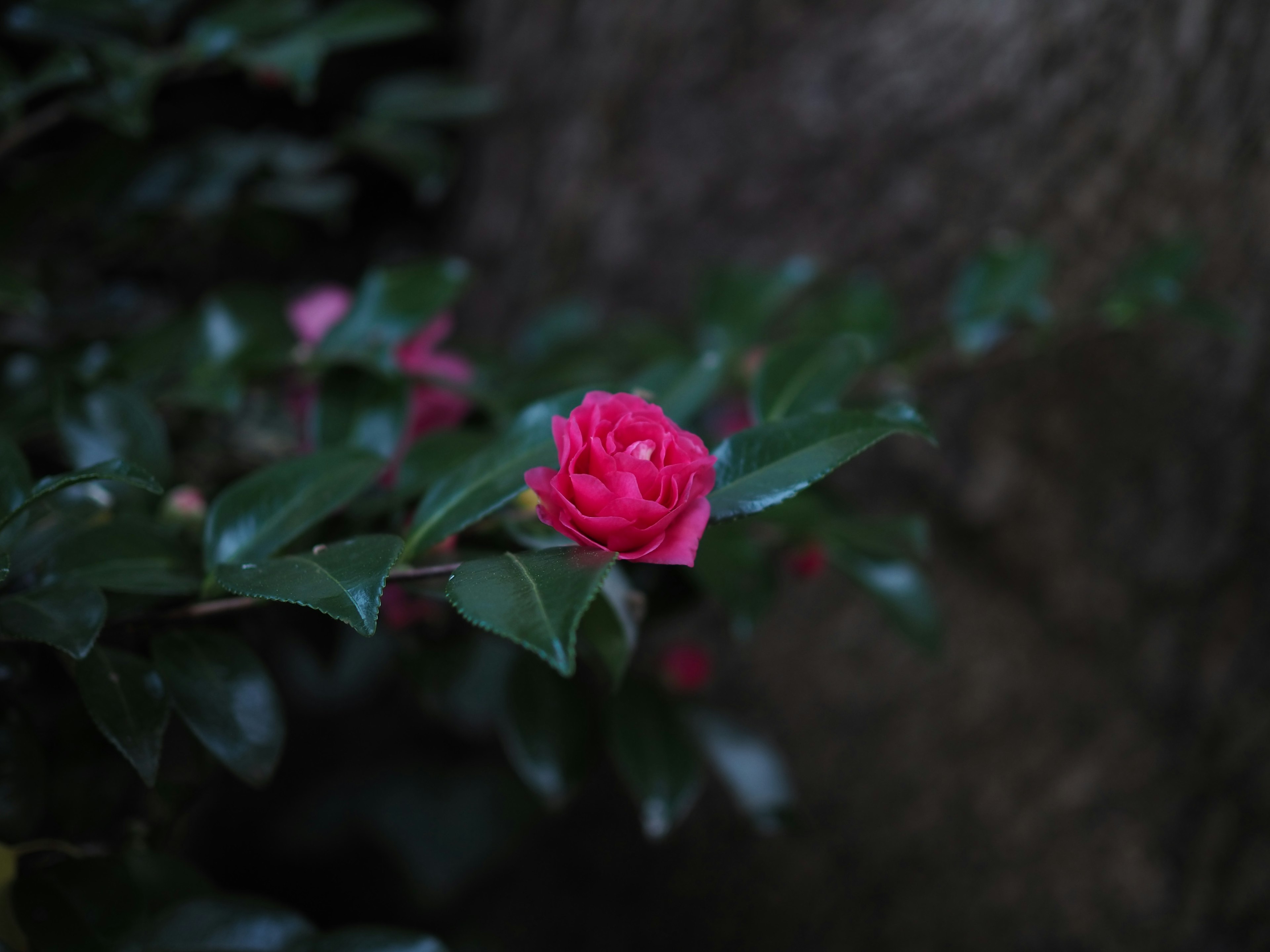 緑の葉の間に咲く鮮やかなピンクのバラの花