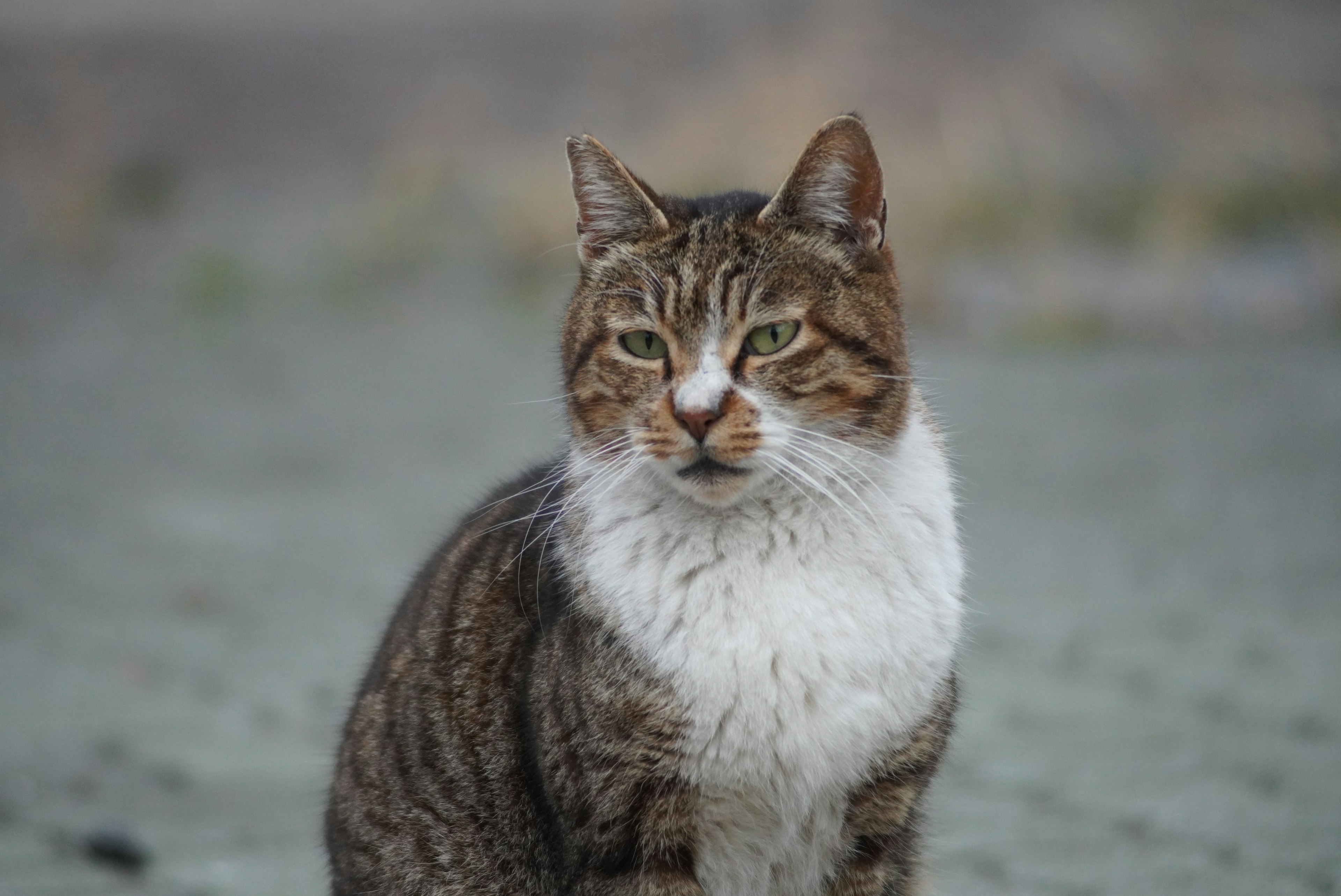 Un chat sauvage assis sur un sol sablonneux