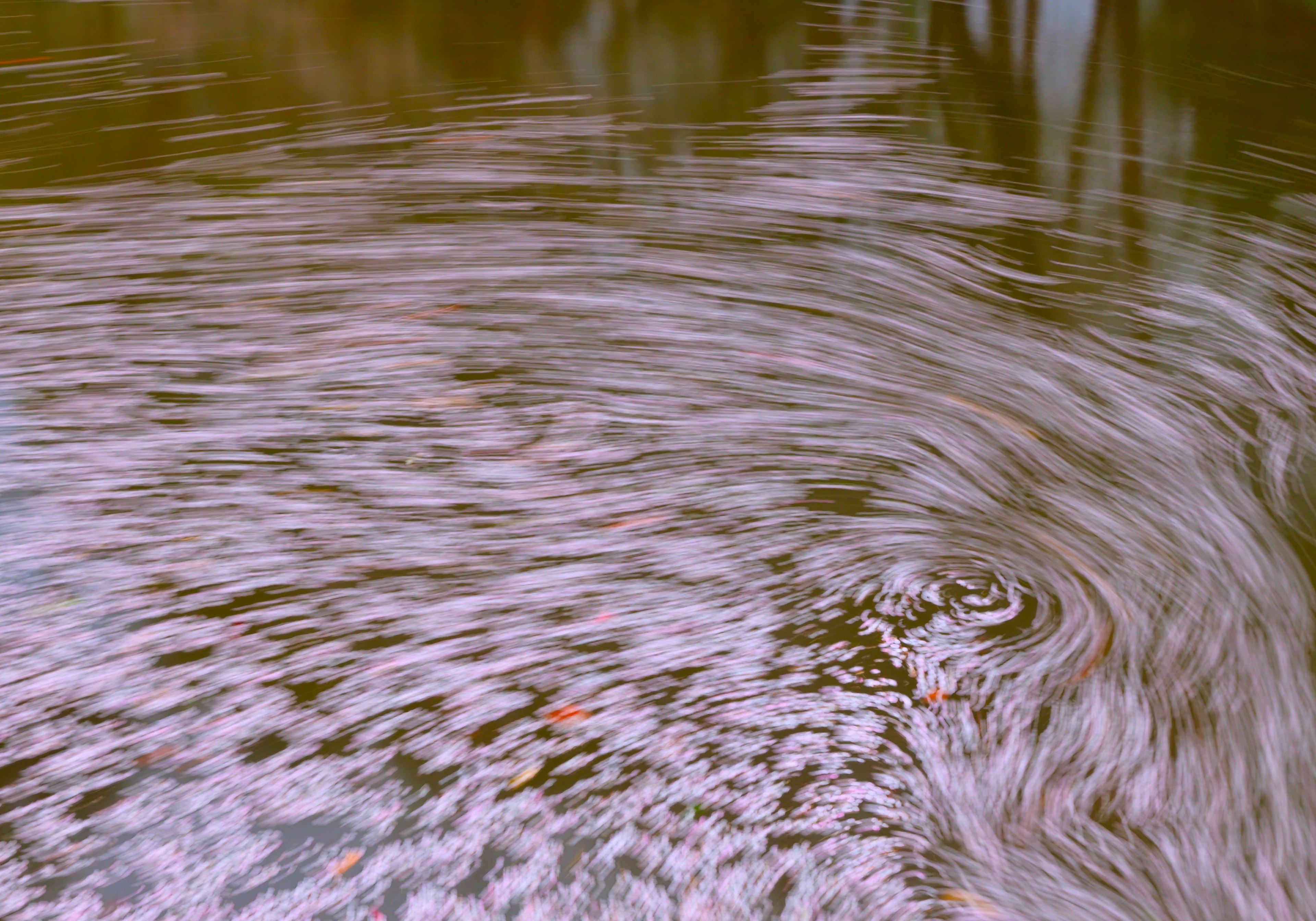 Schöne Szene von Kirschblütenblättern und Wellen auf der Wasseroberfläche