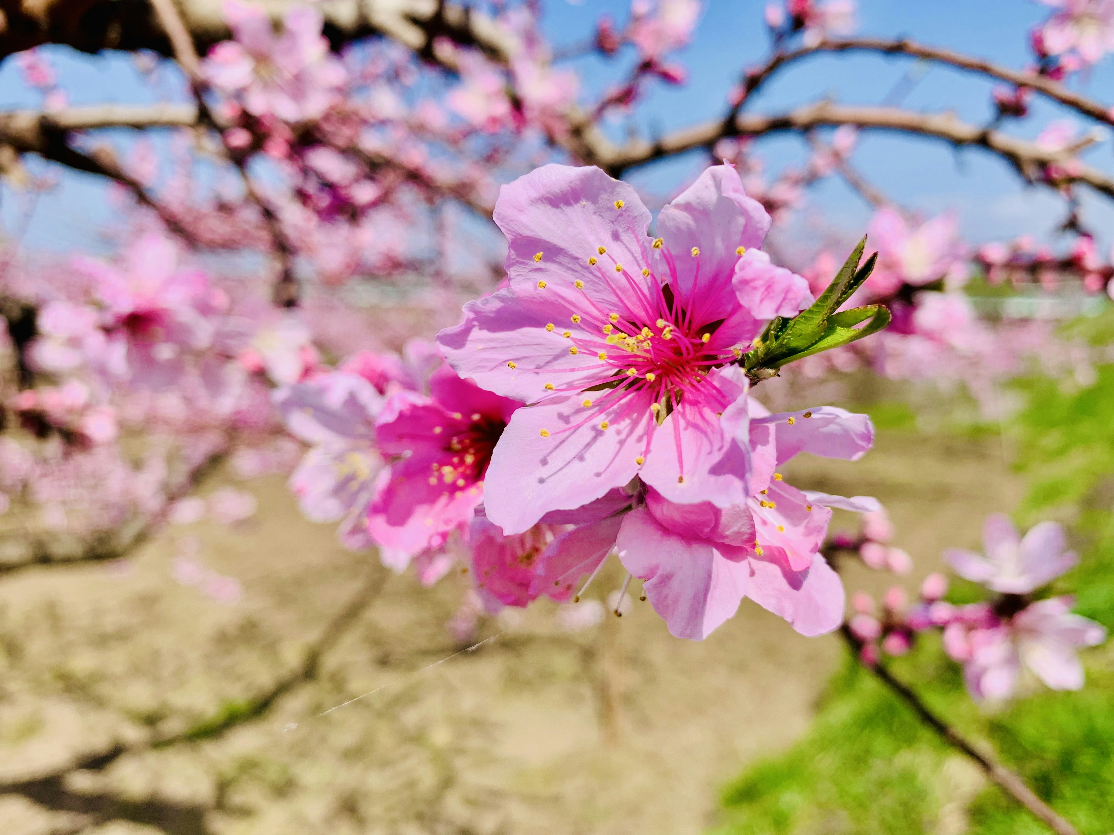 Blossoming pink cherry flowers with vibrant petals