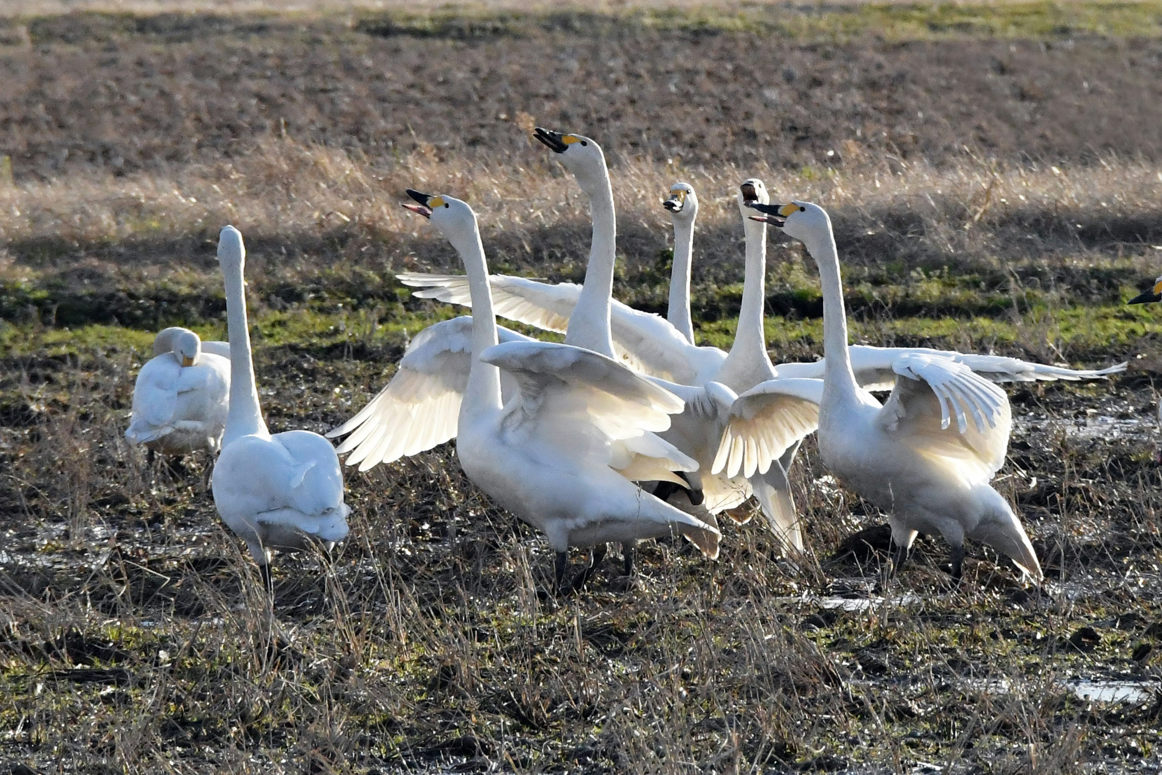 Un grupo de cisnes de pie en un campo