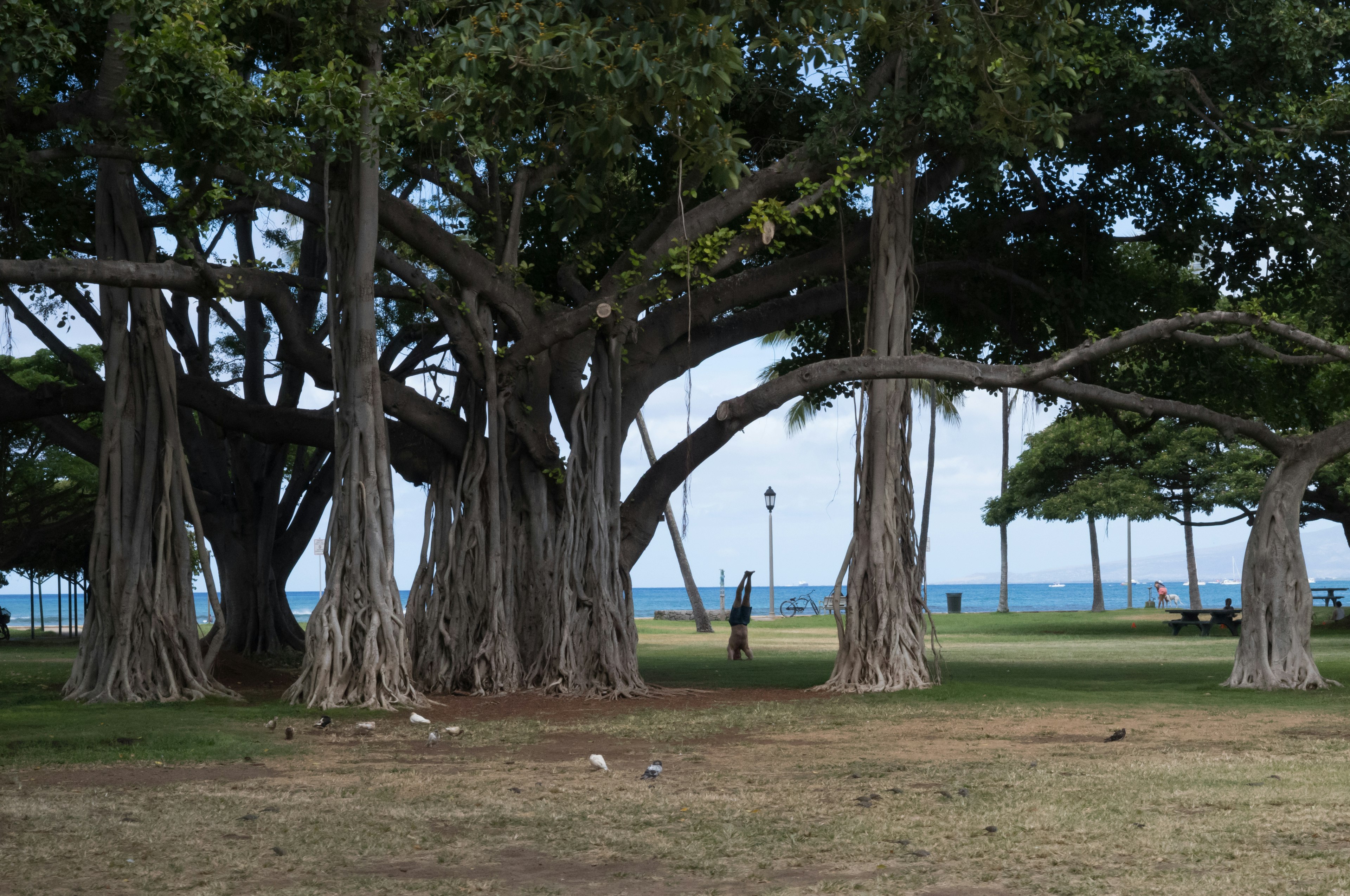 広い公園の中にある大きな木々と青い海の風景