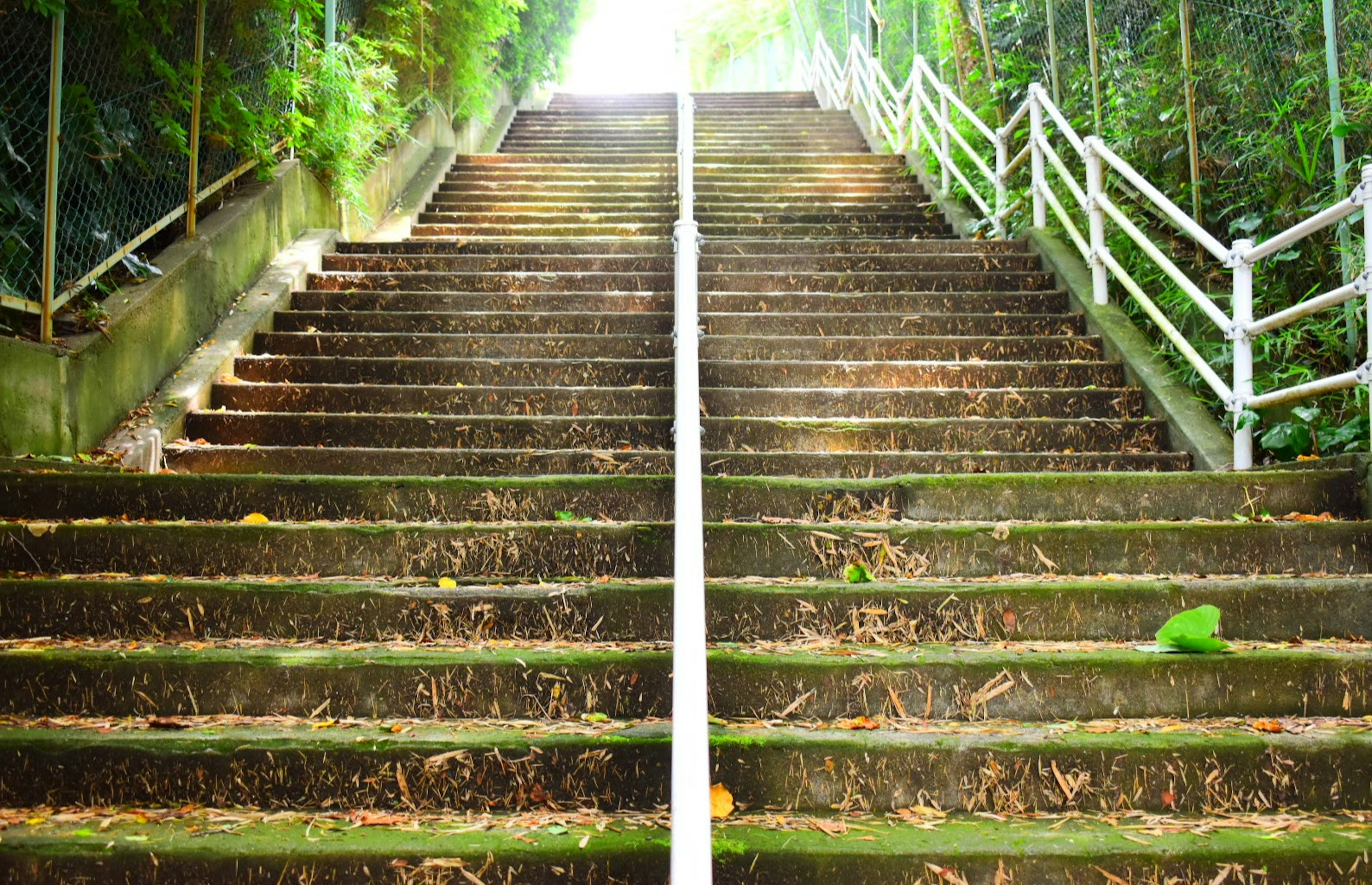 A staircase surrounded by greenery leading upwards