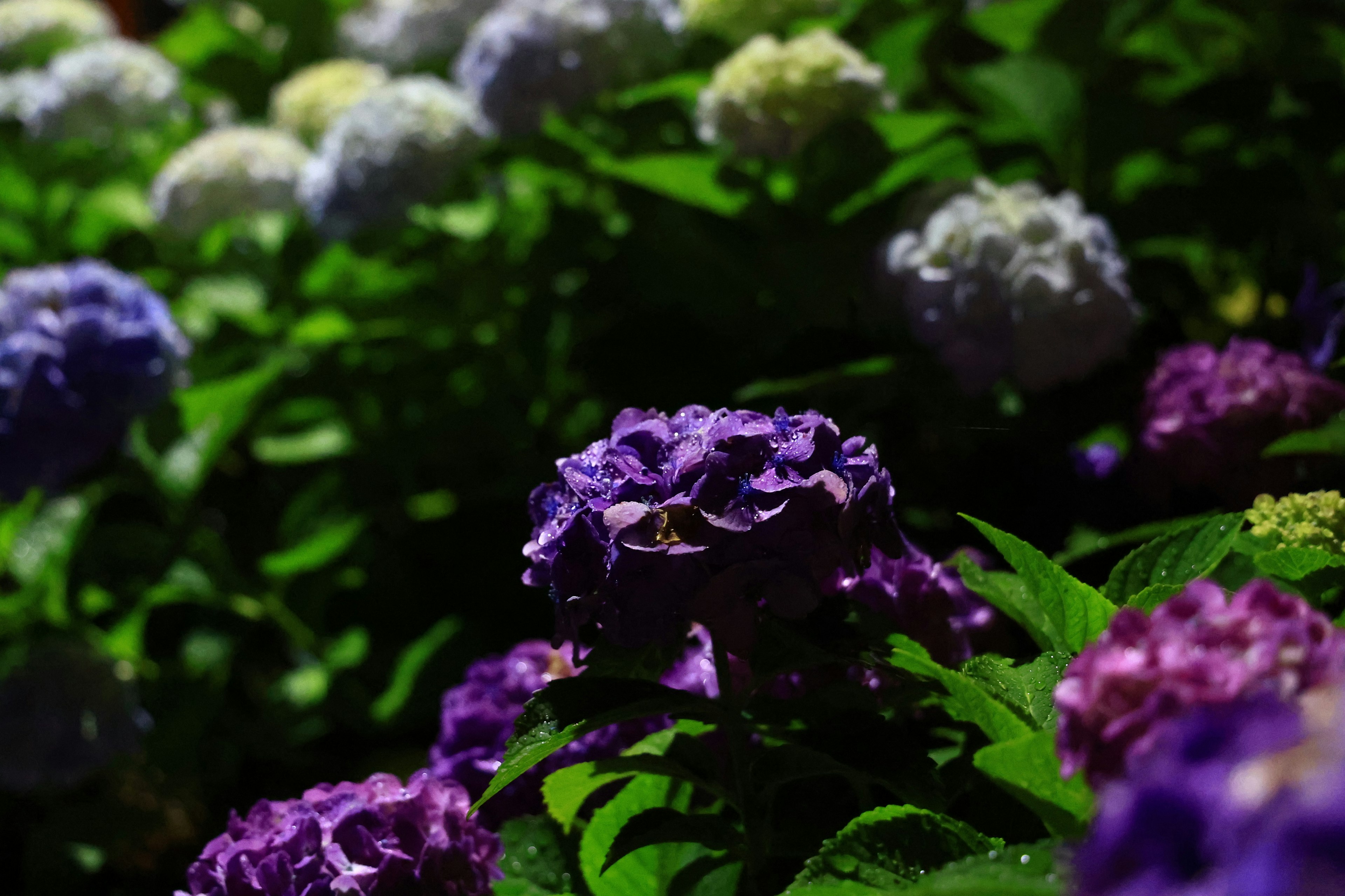 Fiori di ortensia viola e bianchi circondati da foglie verdi