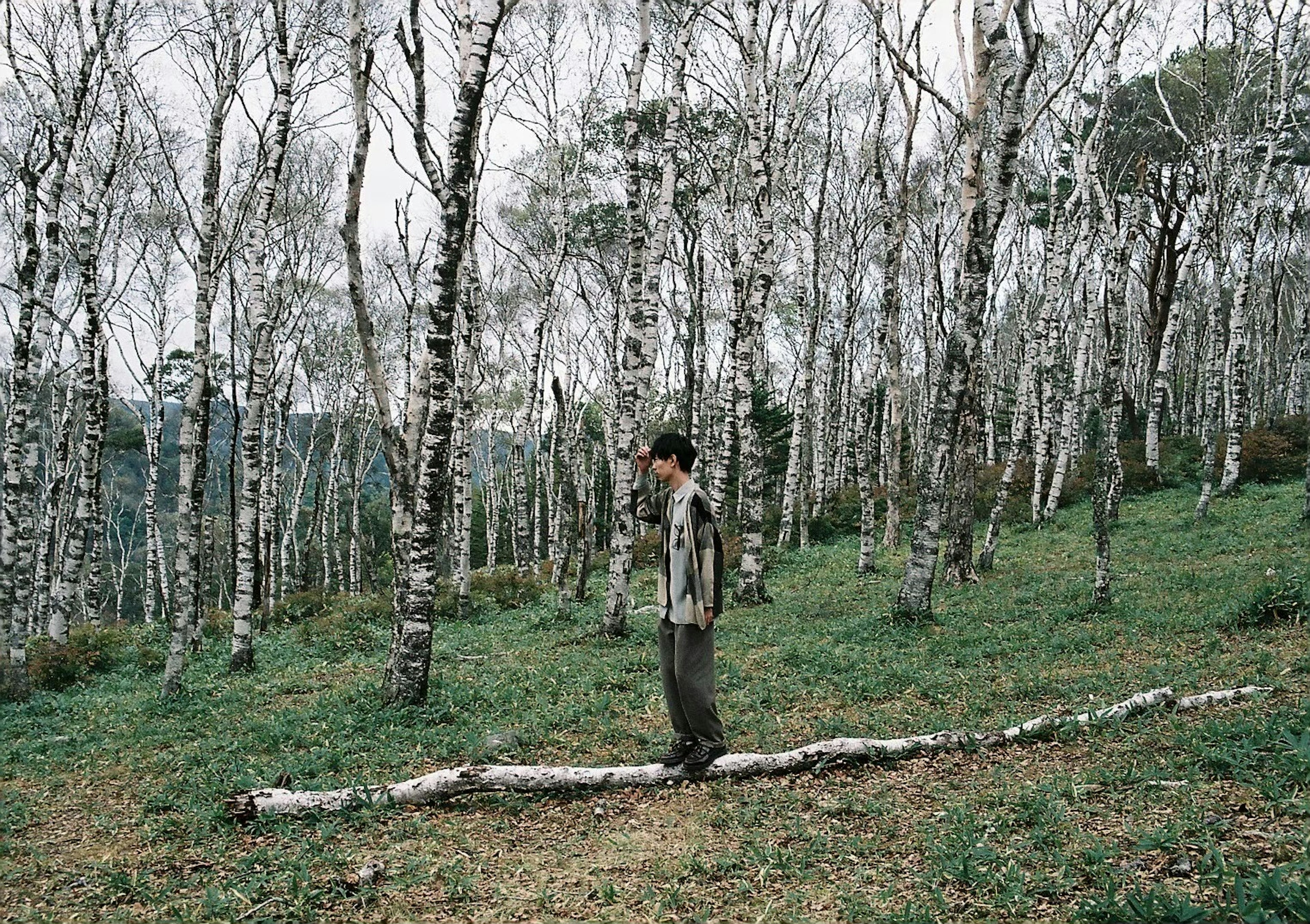 Persona in piedi su un tronco in una foresta di betulle con erba verde e alberi bianchi