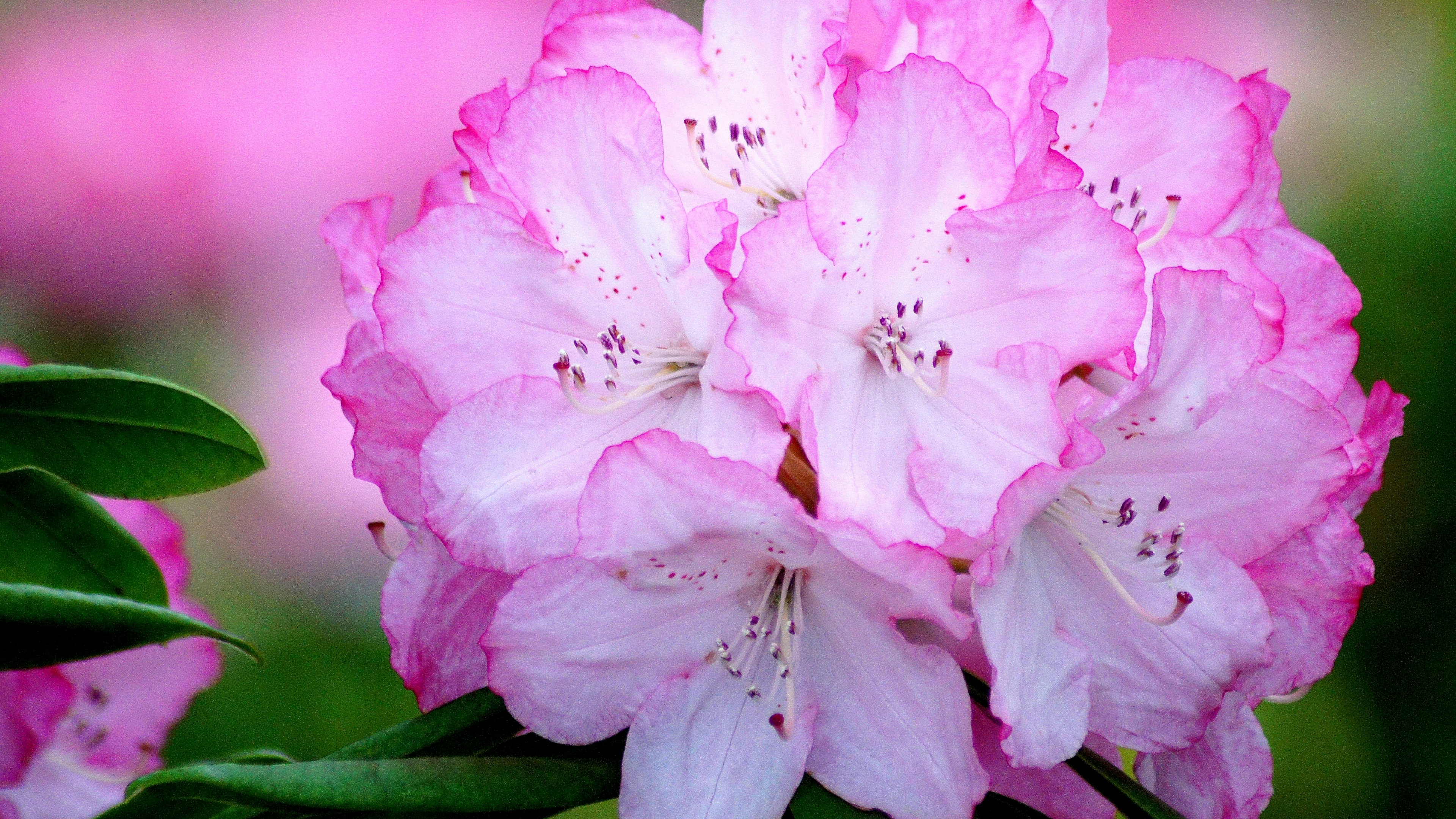 Nahaufnahme von rosa Rhododendronblüten