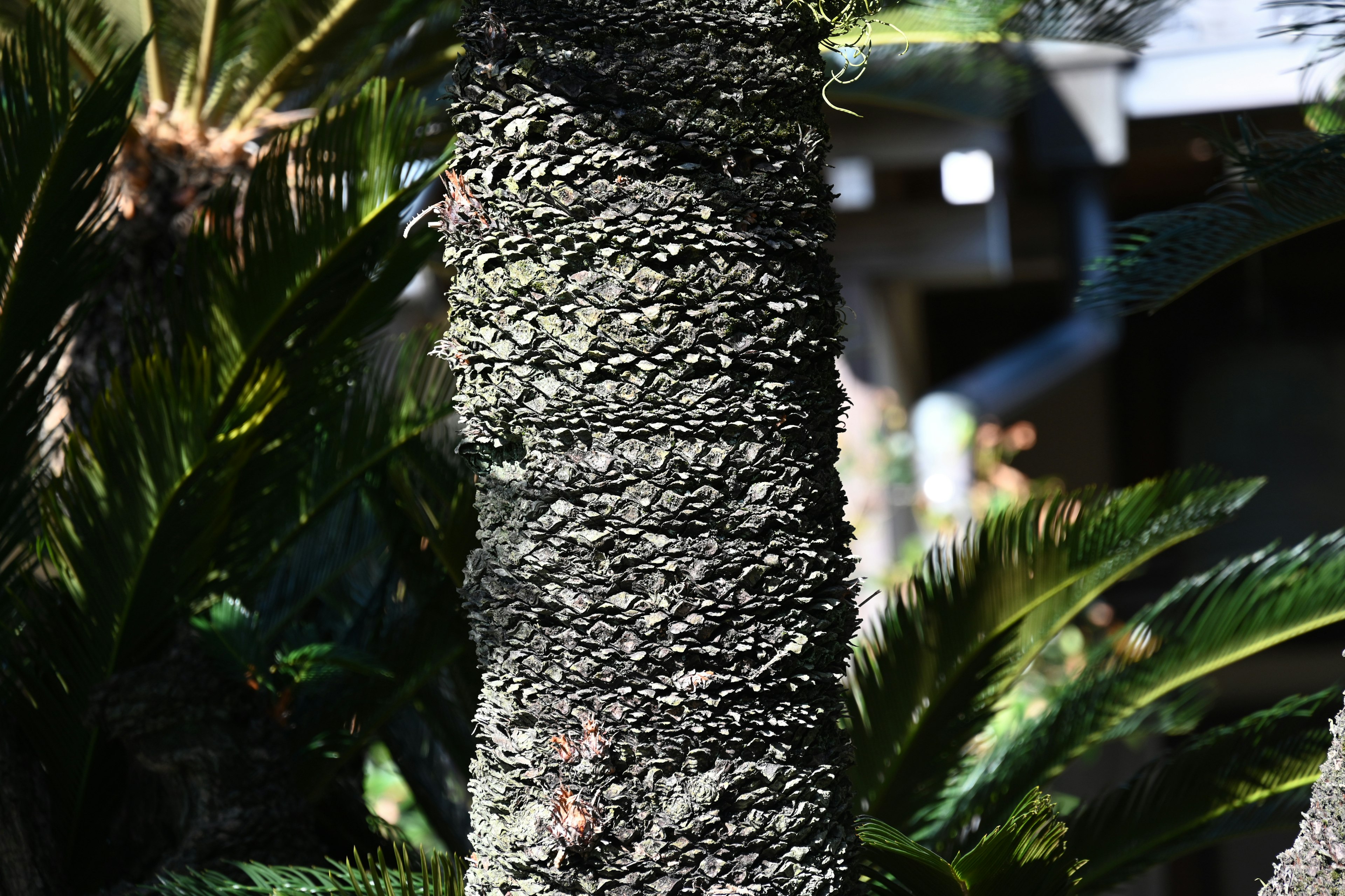 Detail tekstur batang pohon dengan daun hijau di sekitarnya