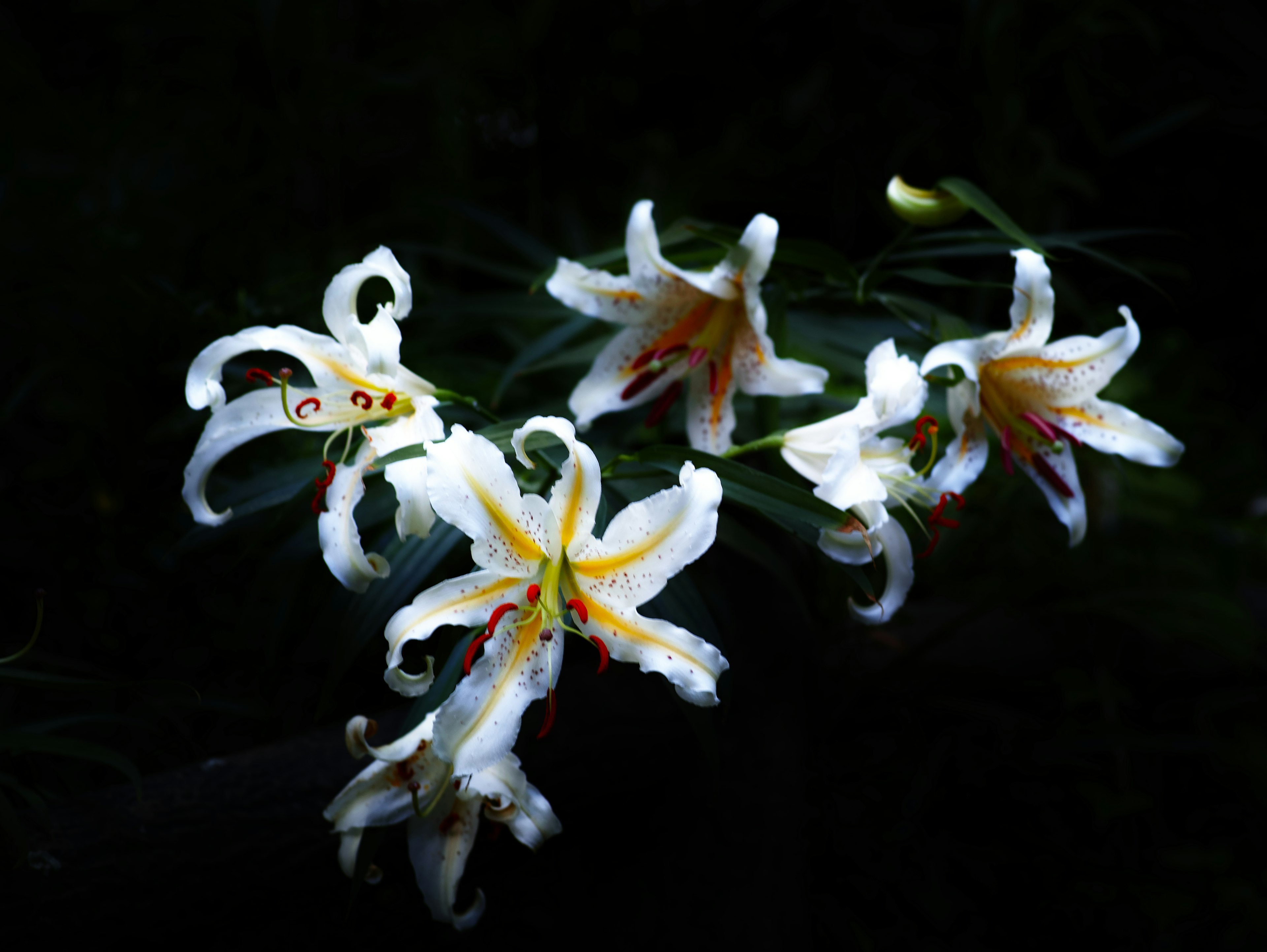 一簇白色百合花帶有黃色和橙色標記在黑暗背景上