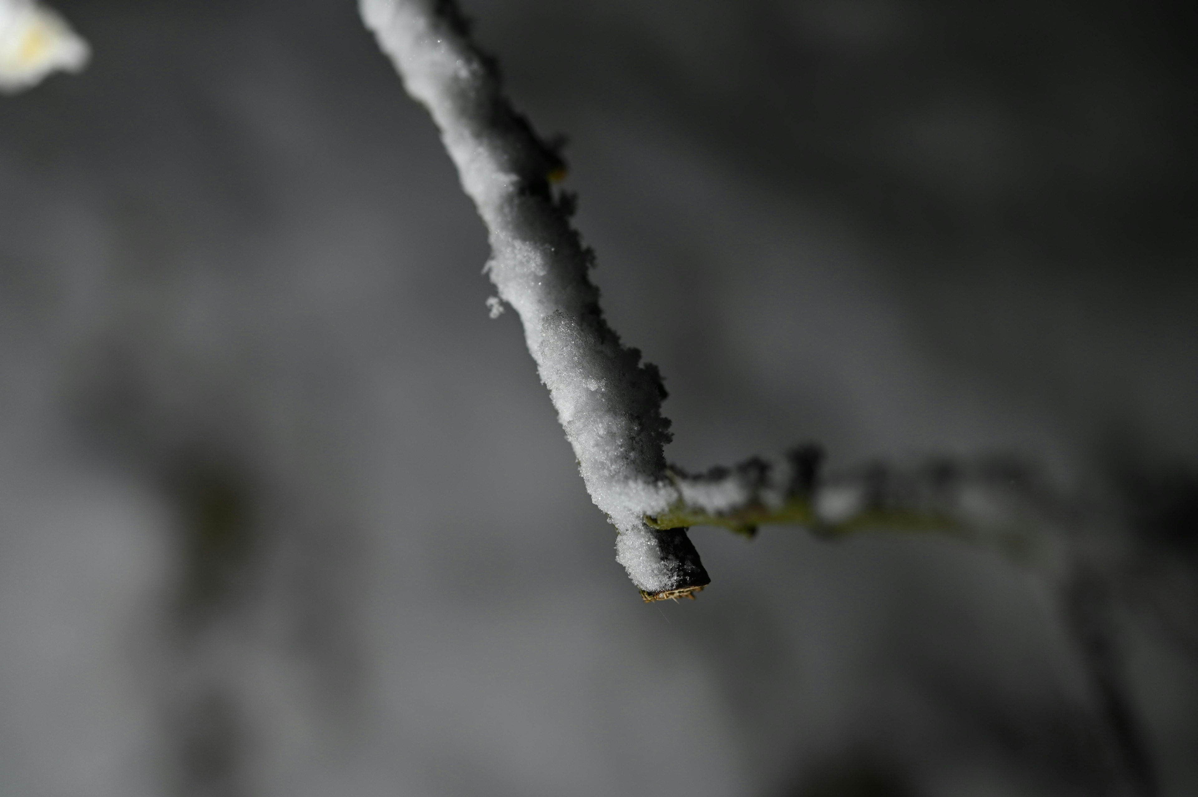 Close-up photo of a branch covered in snow