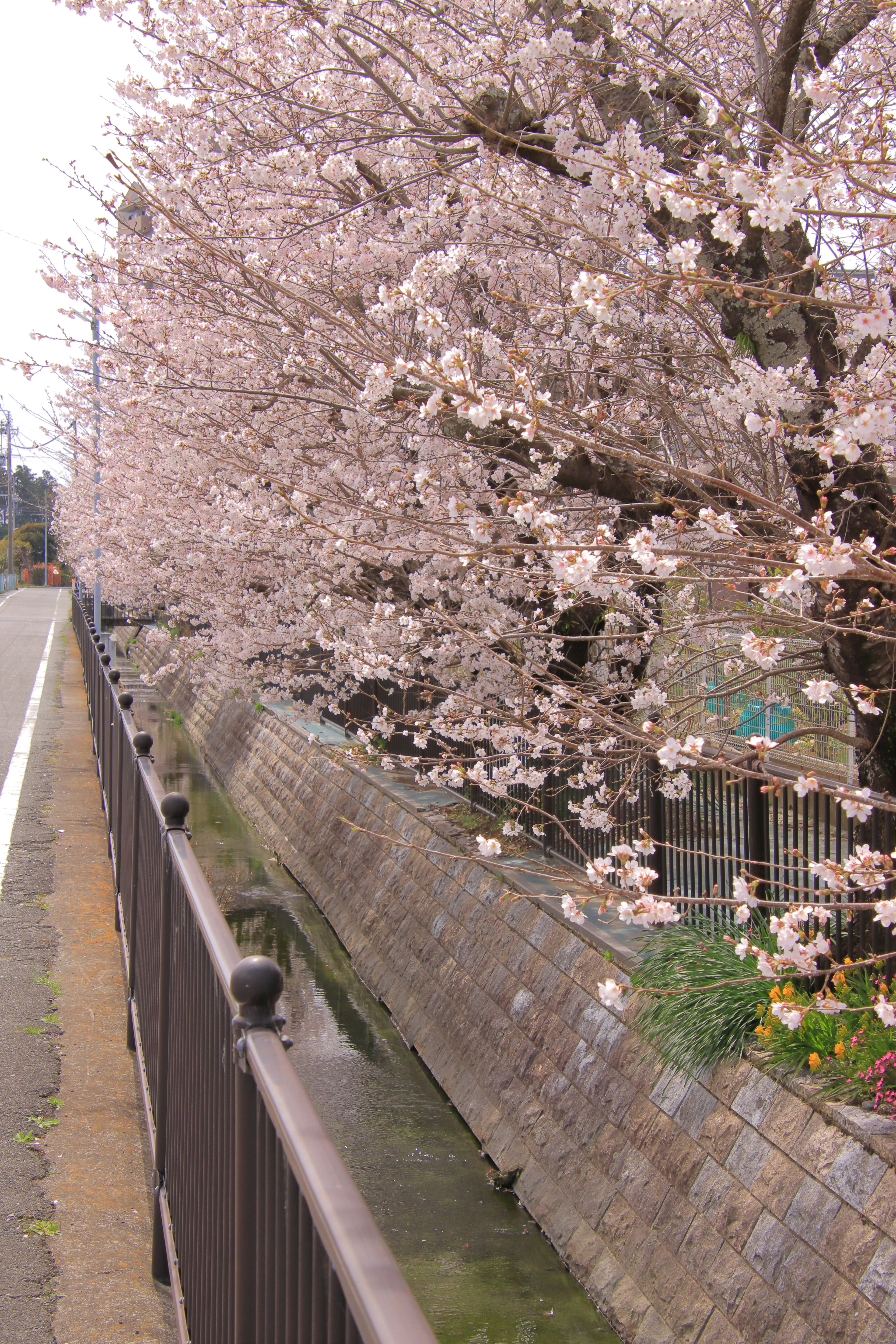 Des cerisiers en fleurs le long d'un canal