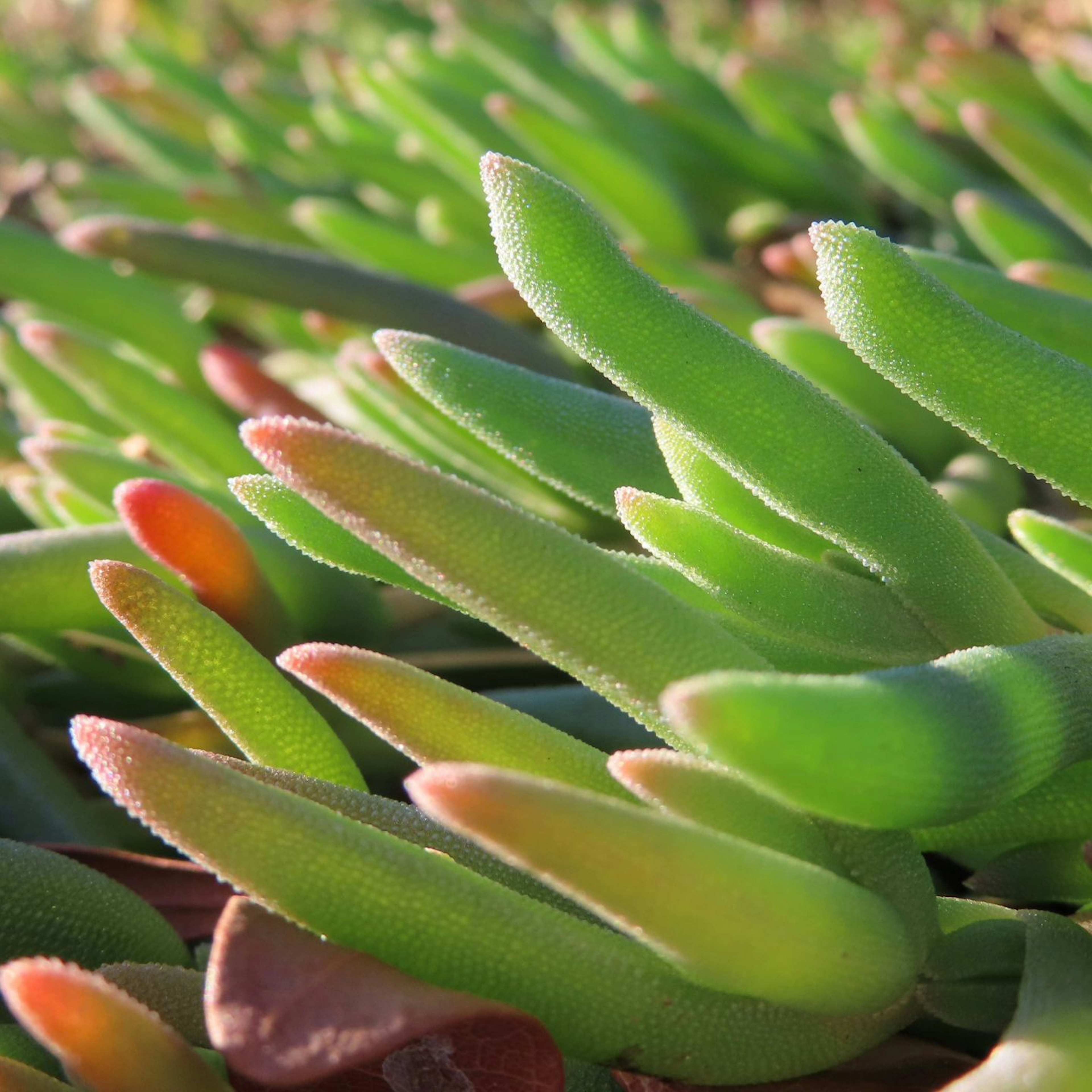 緑色の多肉植物の葉が重なり合っている様子