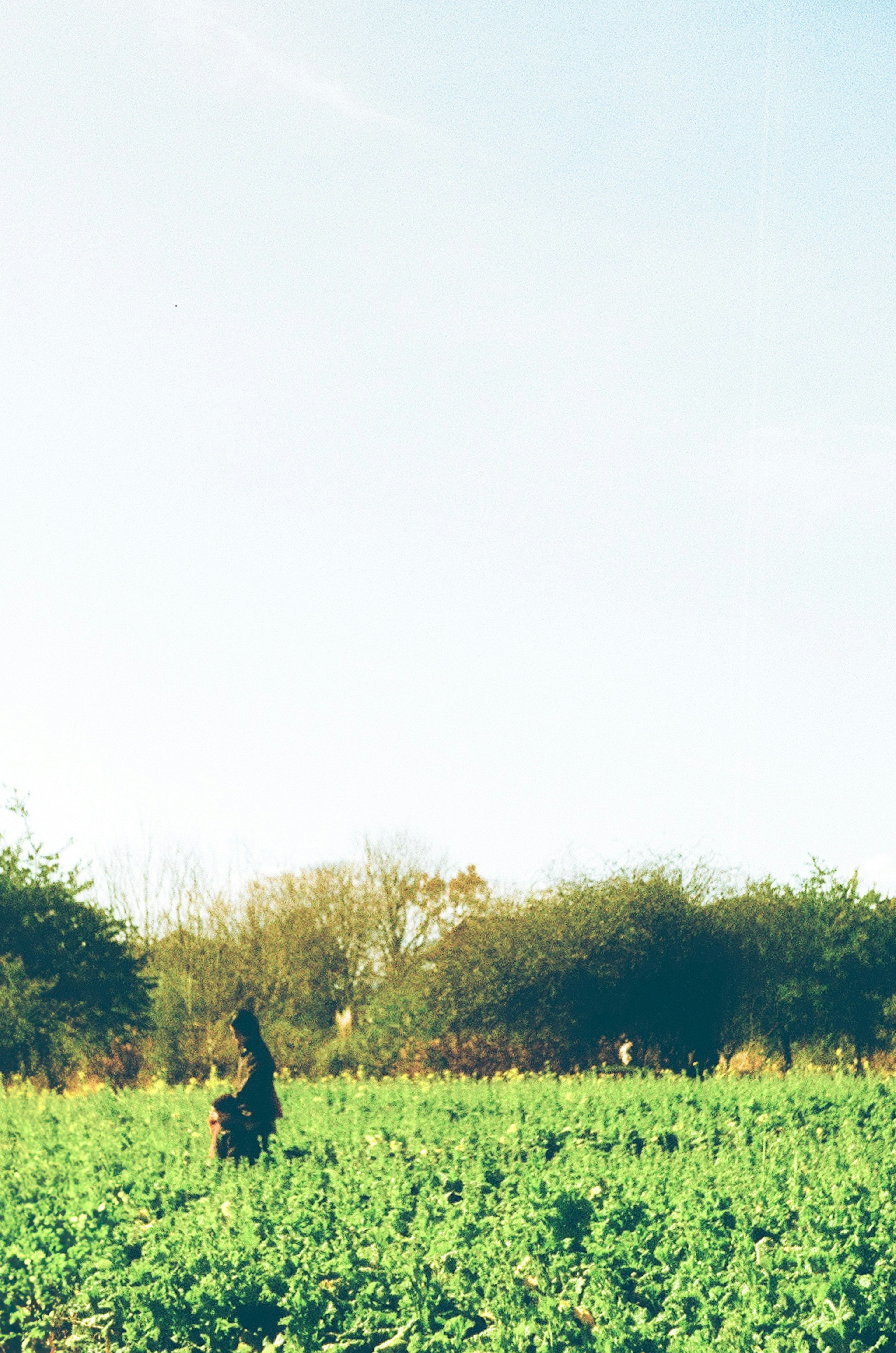 A green field under a blue sky with distant silhouettes of trees