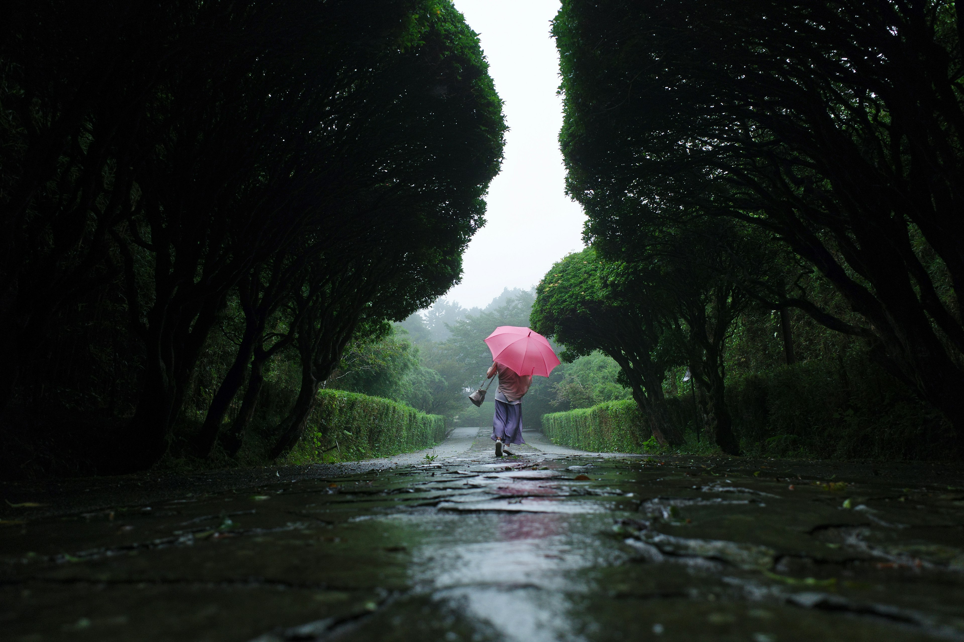 Eine Person, die auf einem Weg mit grünen Hecken geht und einen rosa Regenschirm im Regen hält