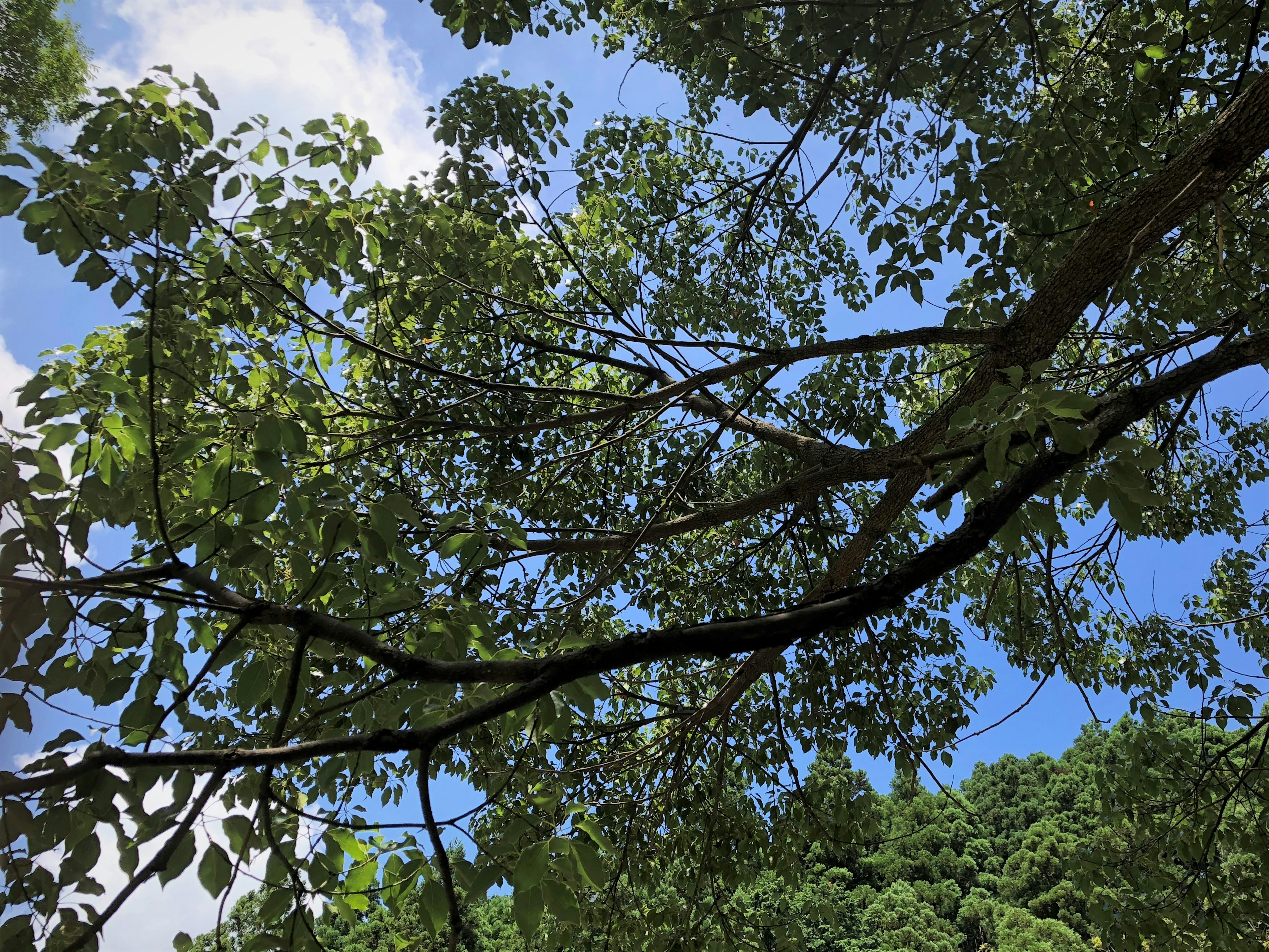 Foto cabang pohon dengan daun hijau di latar belakang langit biru