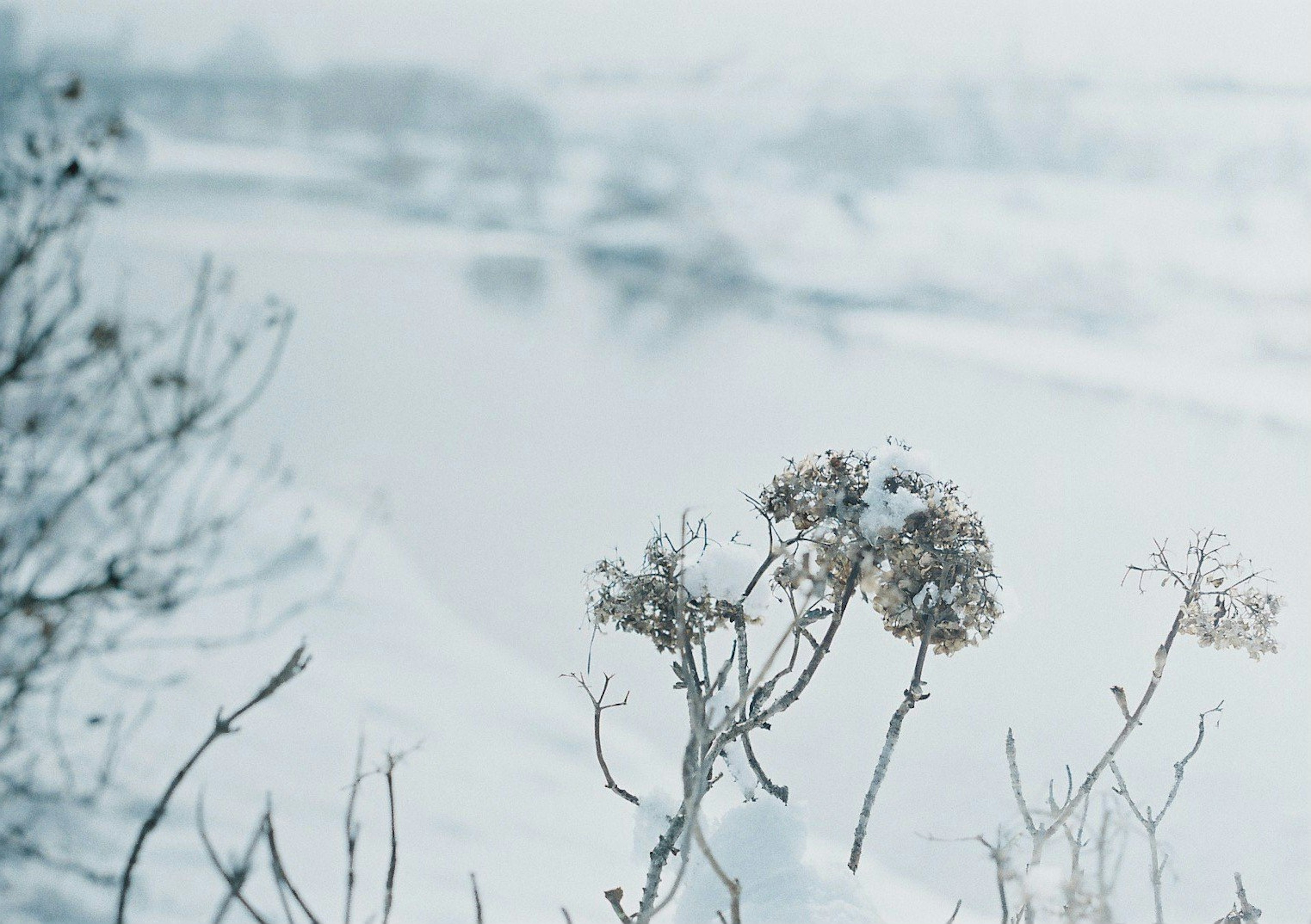 Flores secas cubiertas de nieve con un paisaje de río al fondo