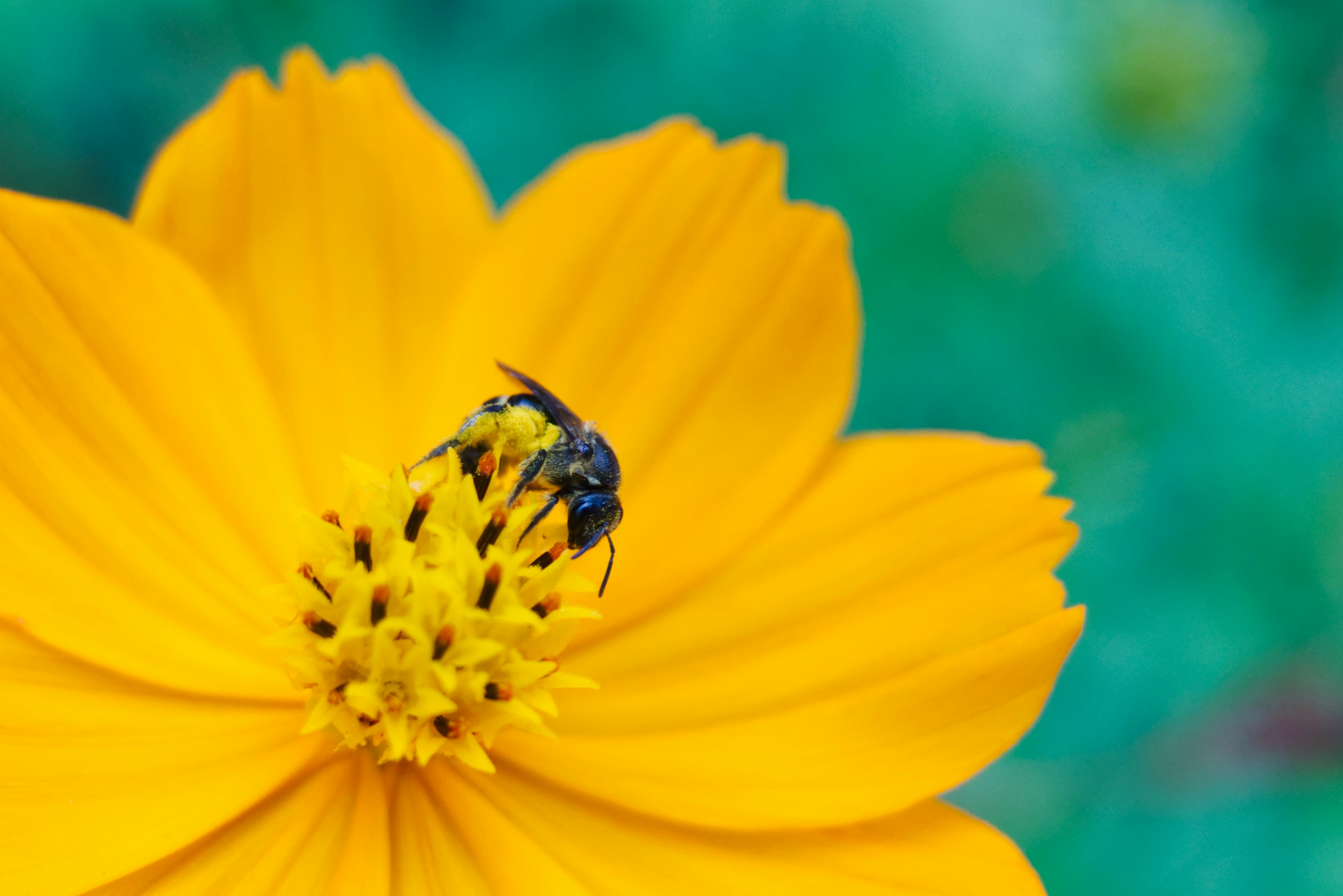 A small black bee on the center of a bright yellow flower