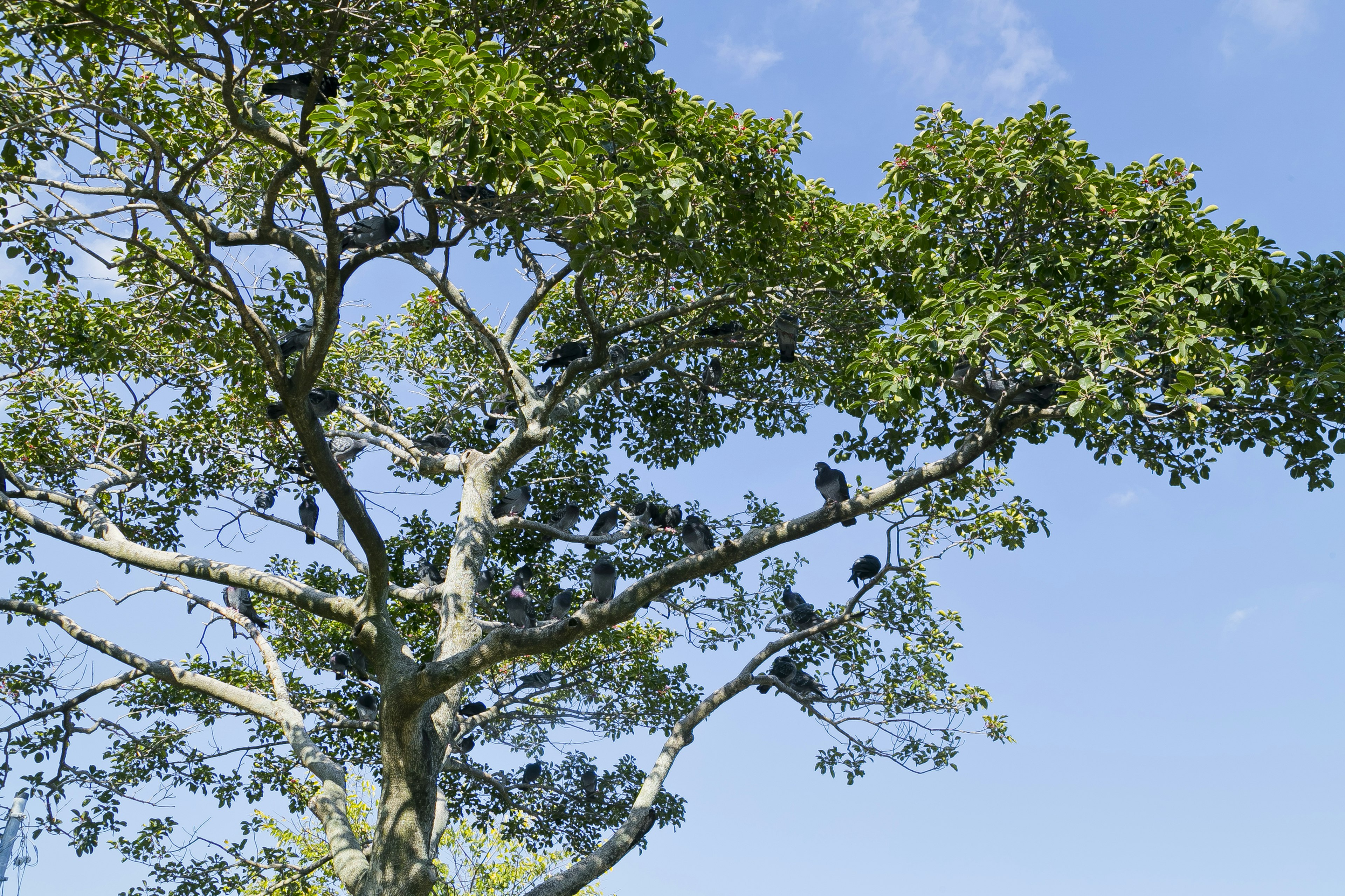 A large tree with lush green leaves and birds perched on its branches under a clear blue sky