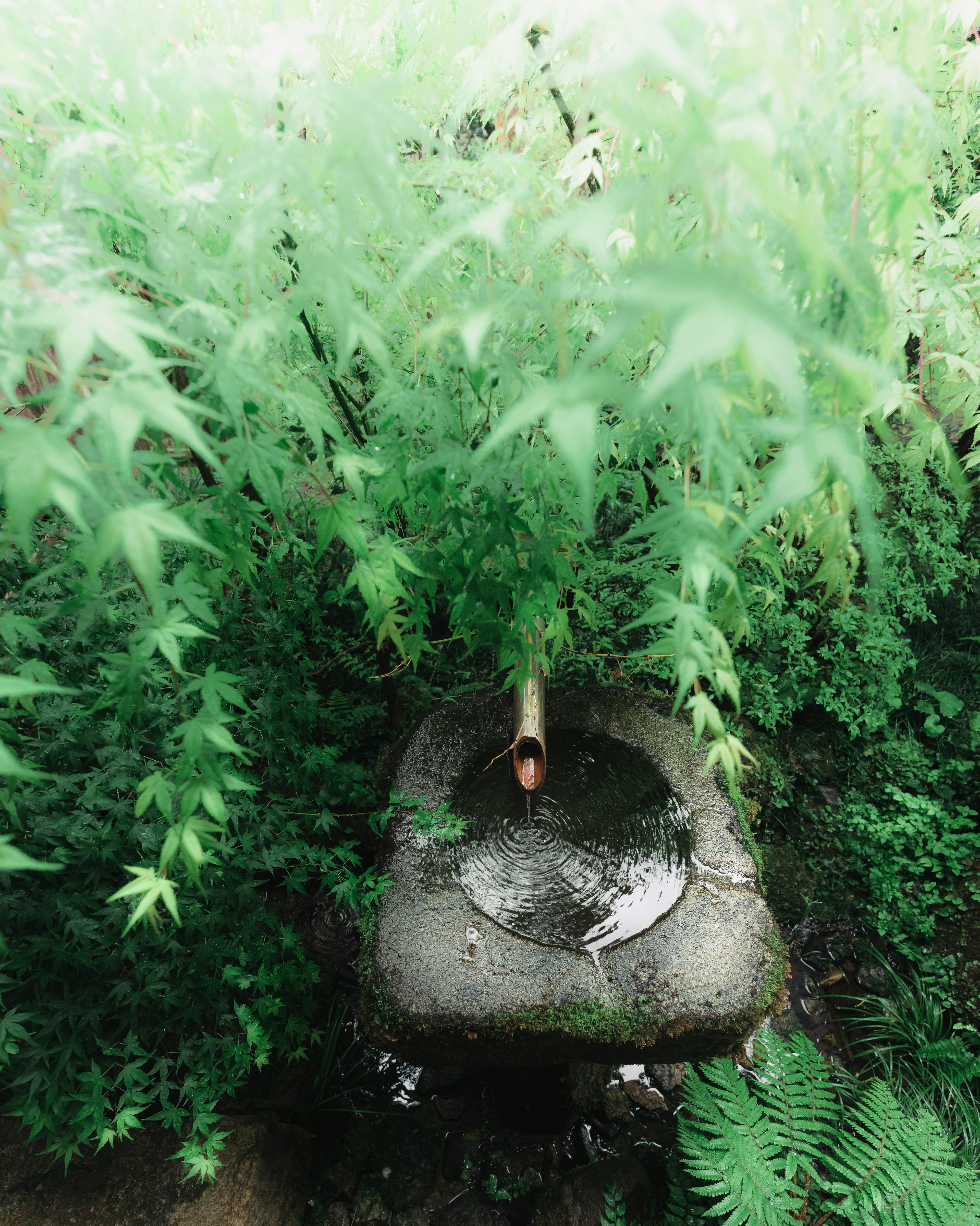 被绿色叶子和流动水环绕的石水盆