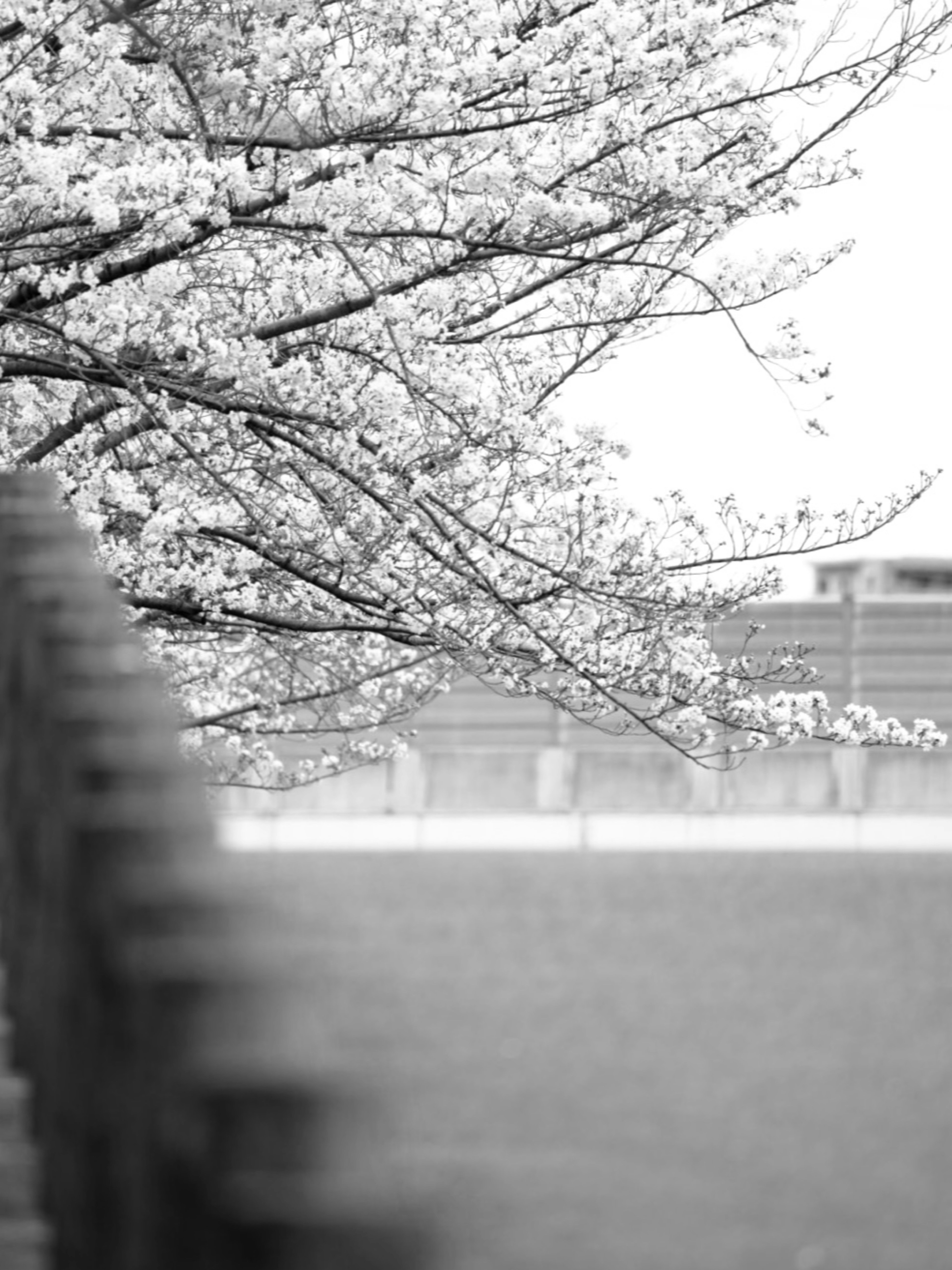 Imagen en blanco y negro de un árbol de cerezo en flor con un edificio al fondo