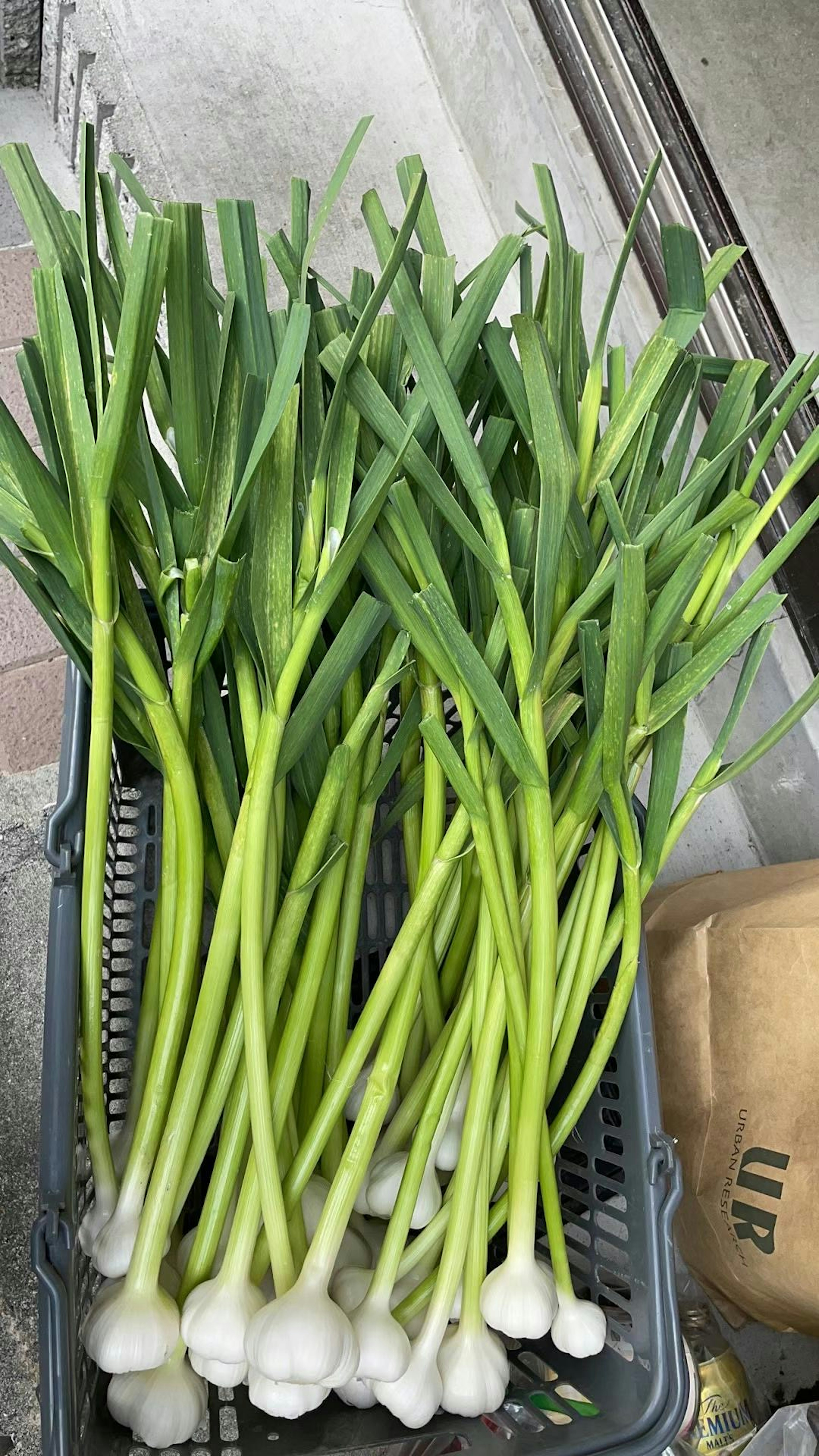 Cebollas verdes frescas dispuestas en una canasta