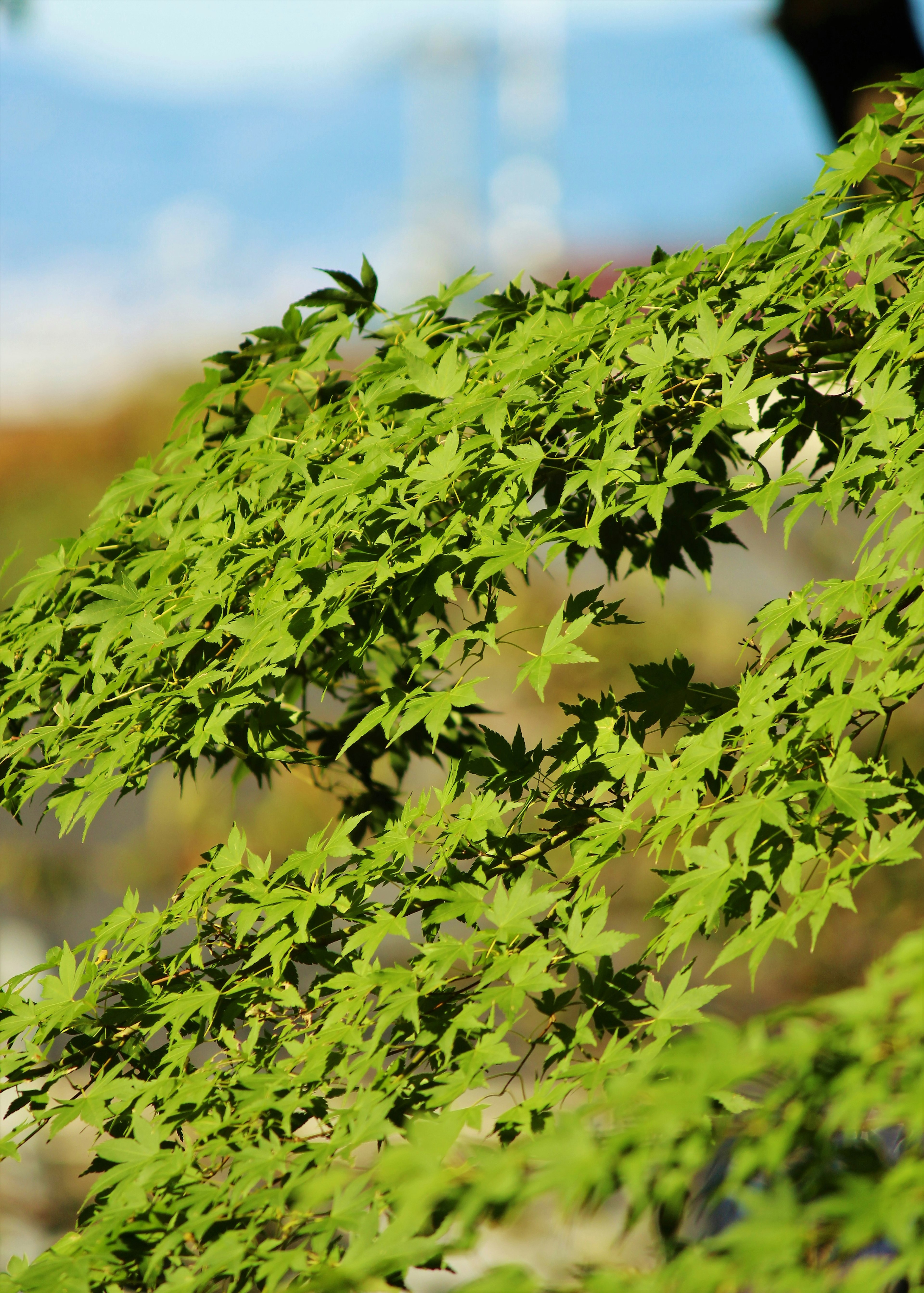 緑色の葉が茂る木の枝のクローズアップで背景にぼんやりした山が見える