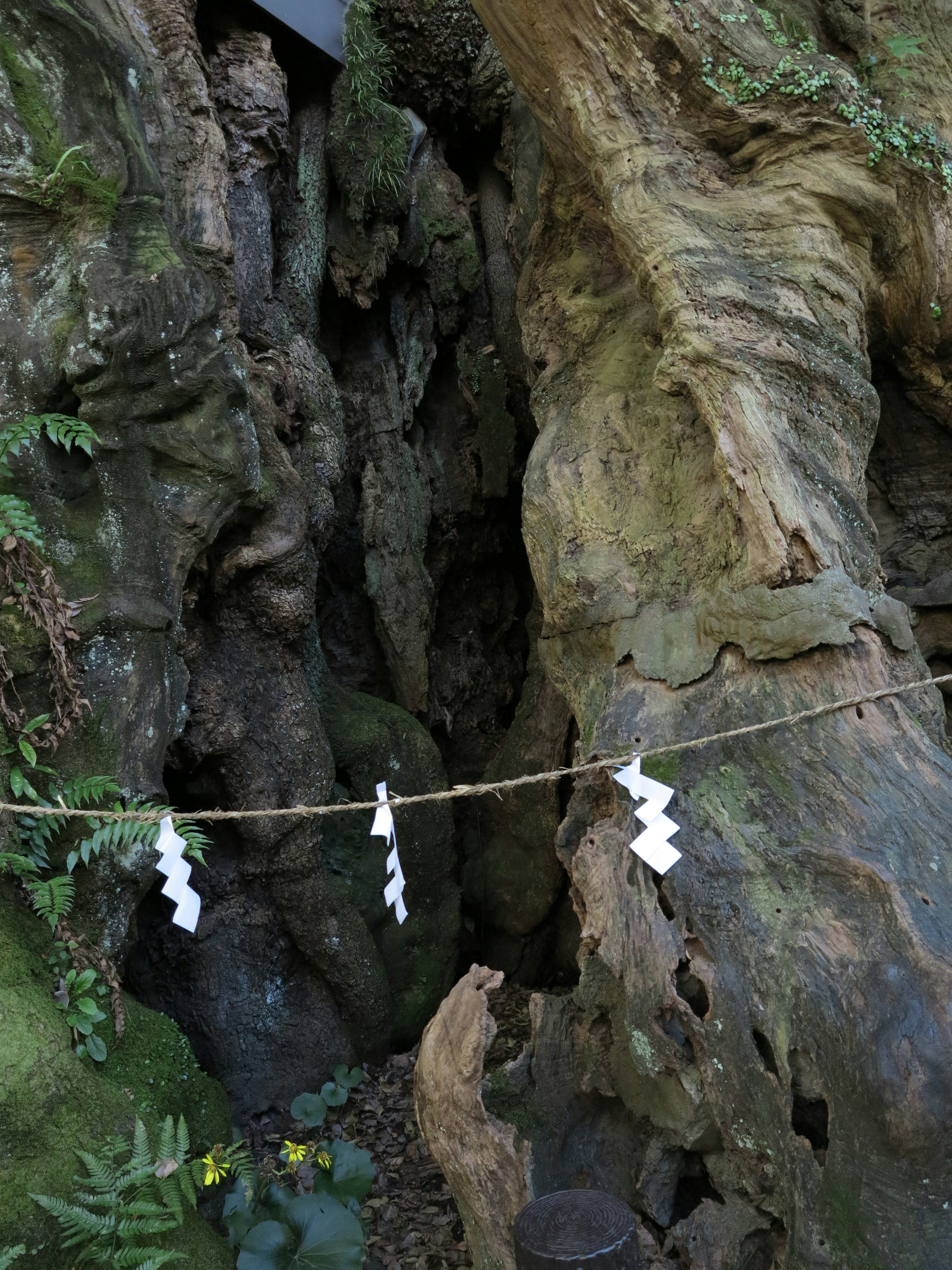 古い木の幹に囲まれた隙間に白い飾りが吊るされている