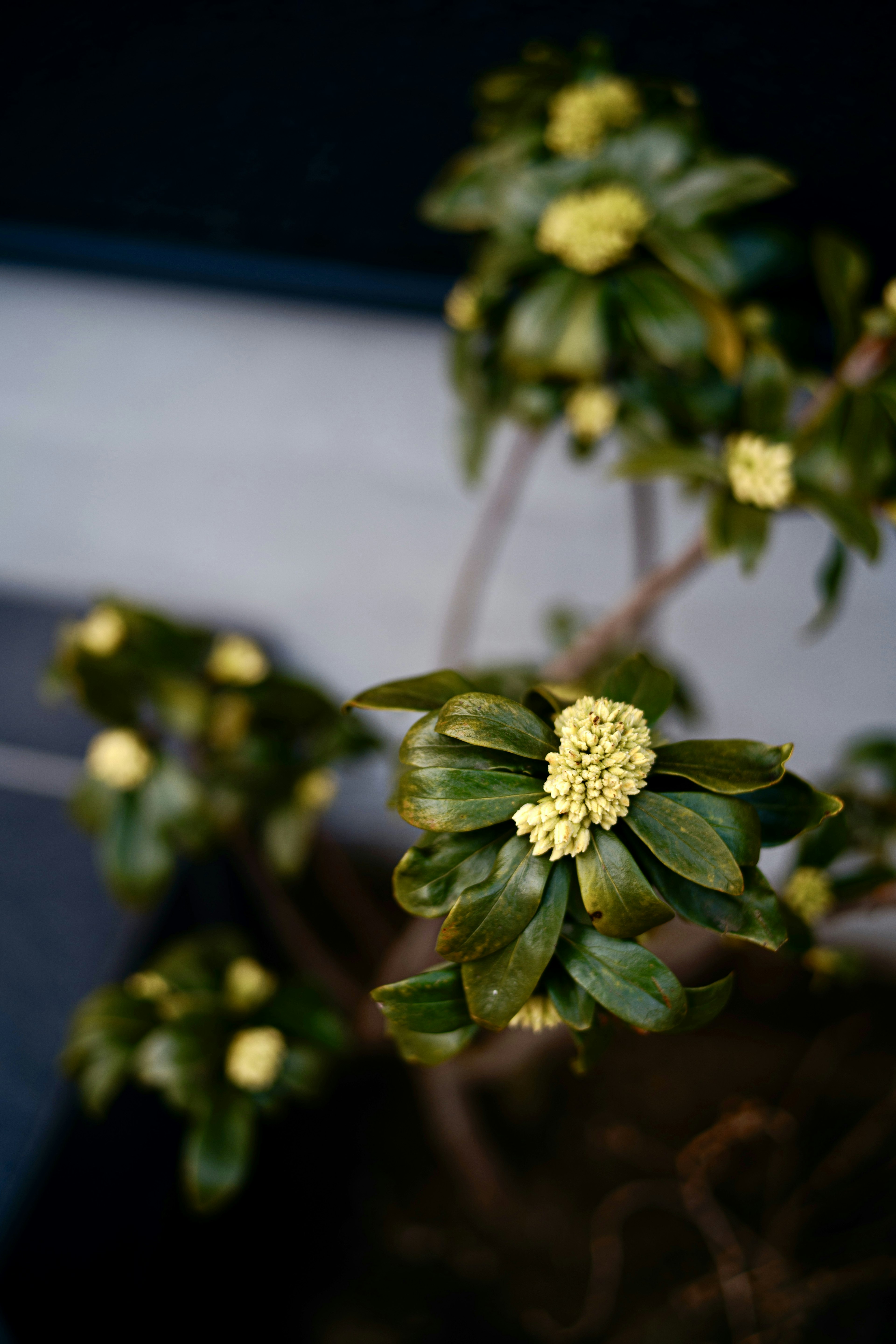 緑の葉と黄色い花が特徴の植物のクローズアップ