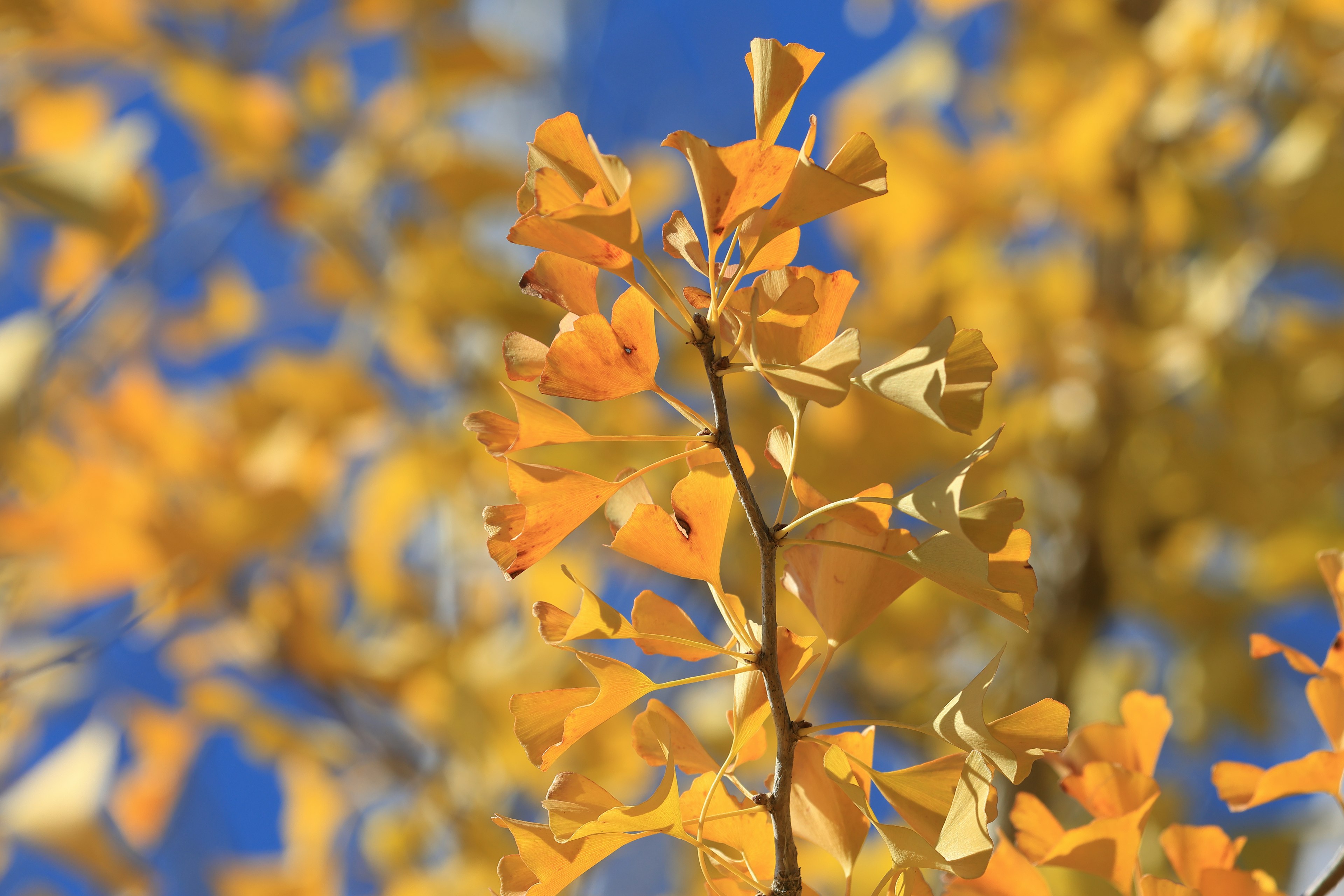 Vibrant yellow ginkgo leaves against a clear blue sky