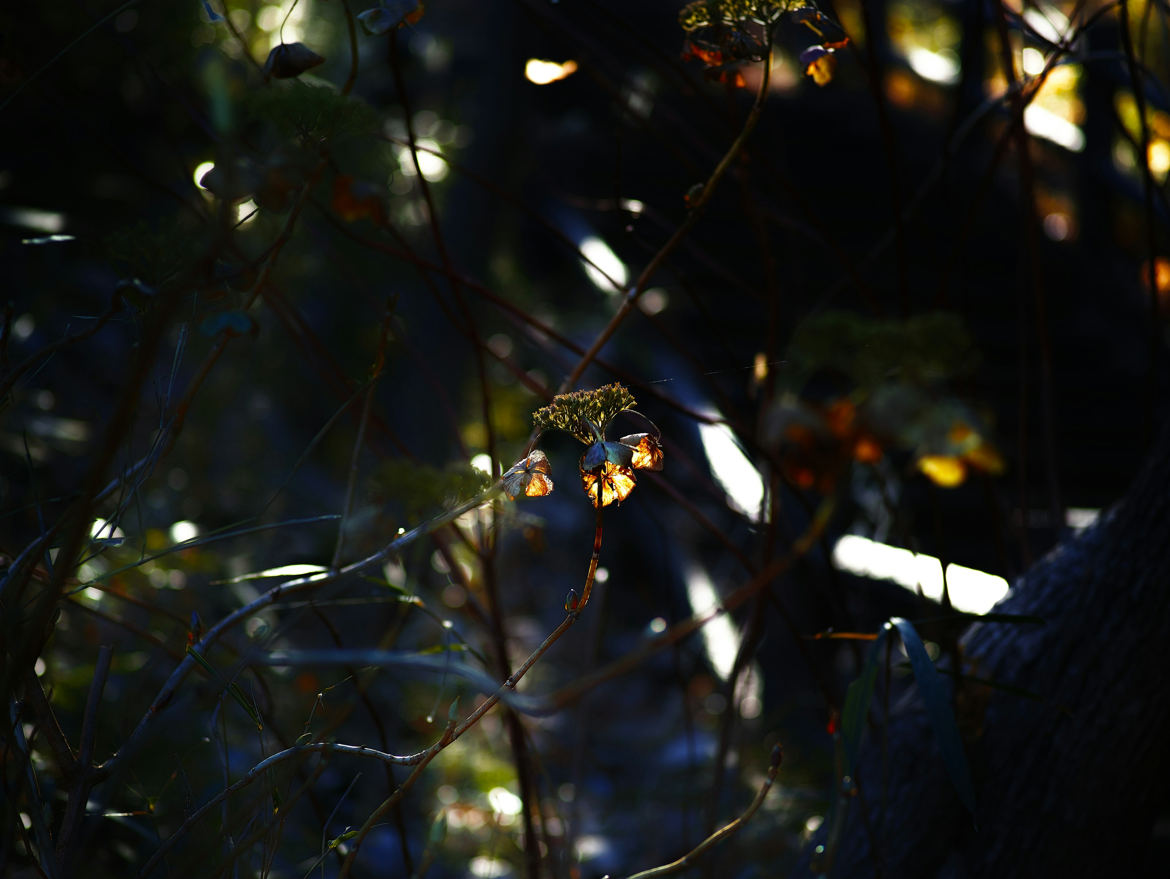 Faint light and shadows of plants against a dark background