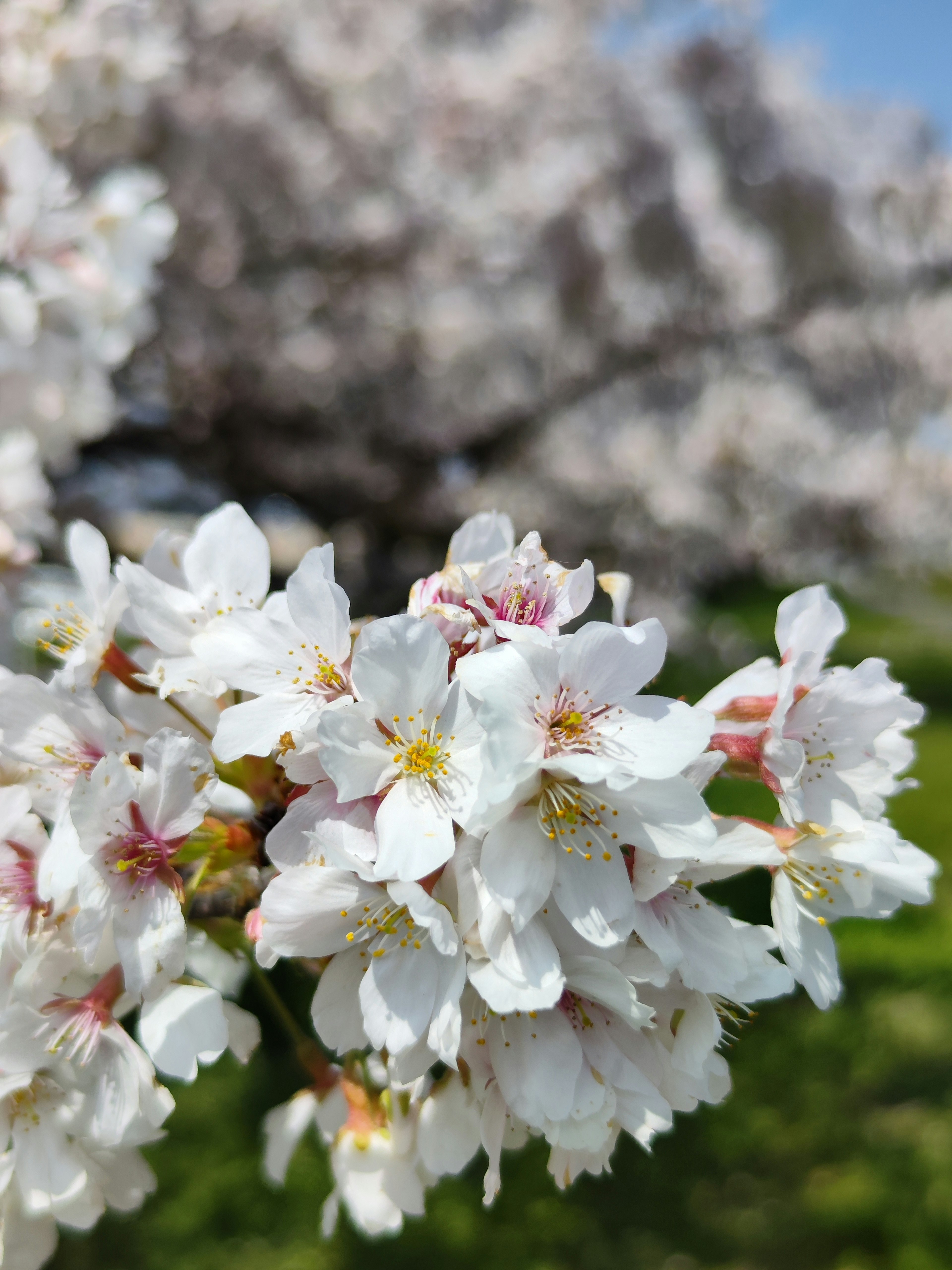 桜の花が咲いている近接の写真で白い花びらと淡いピンクの中心が特徴