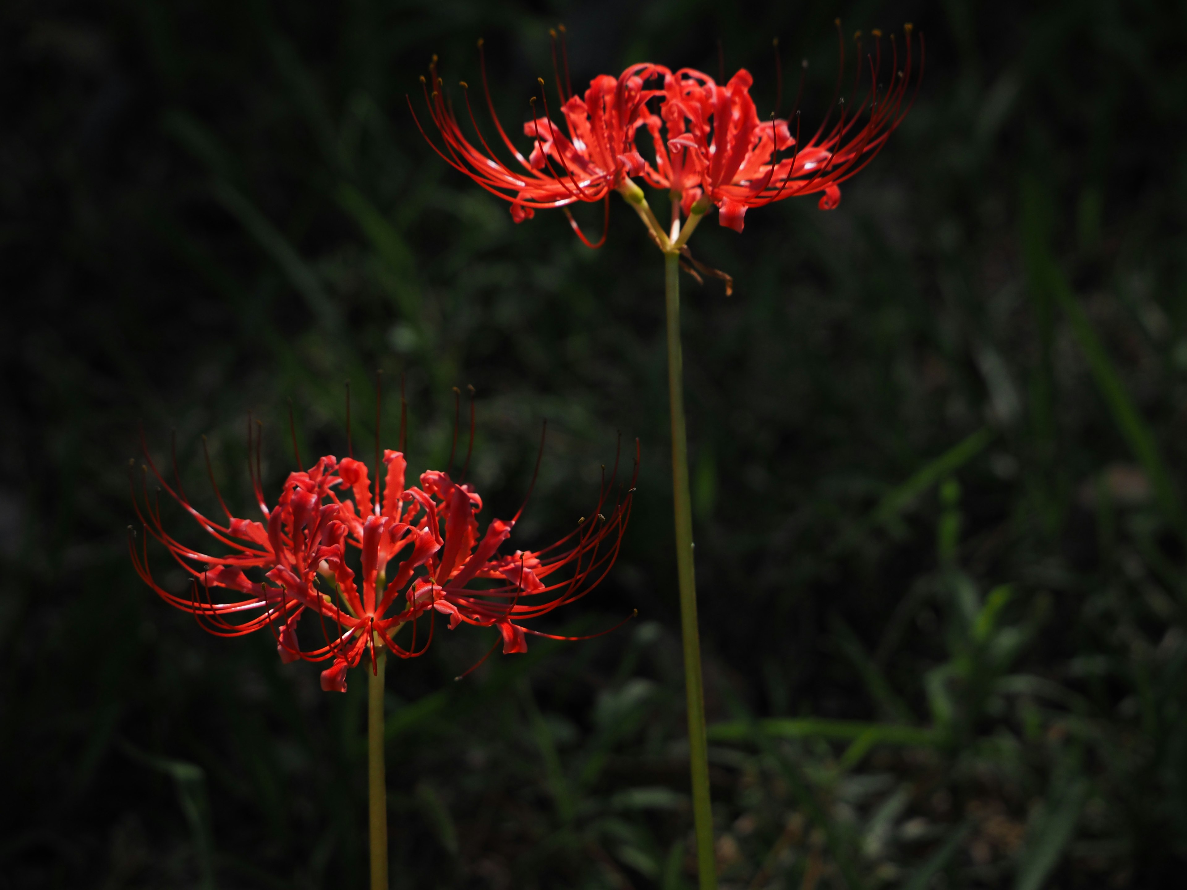 Two red spider lilies blooming against a dark background