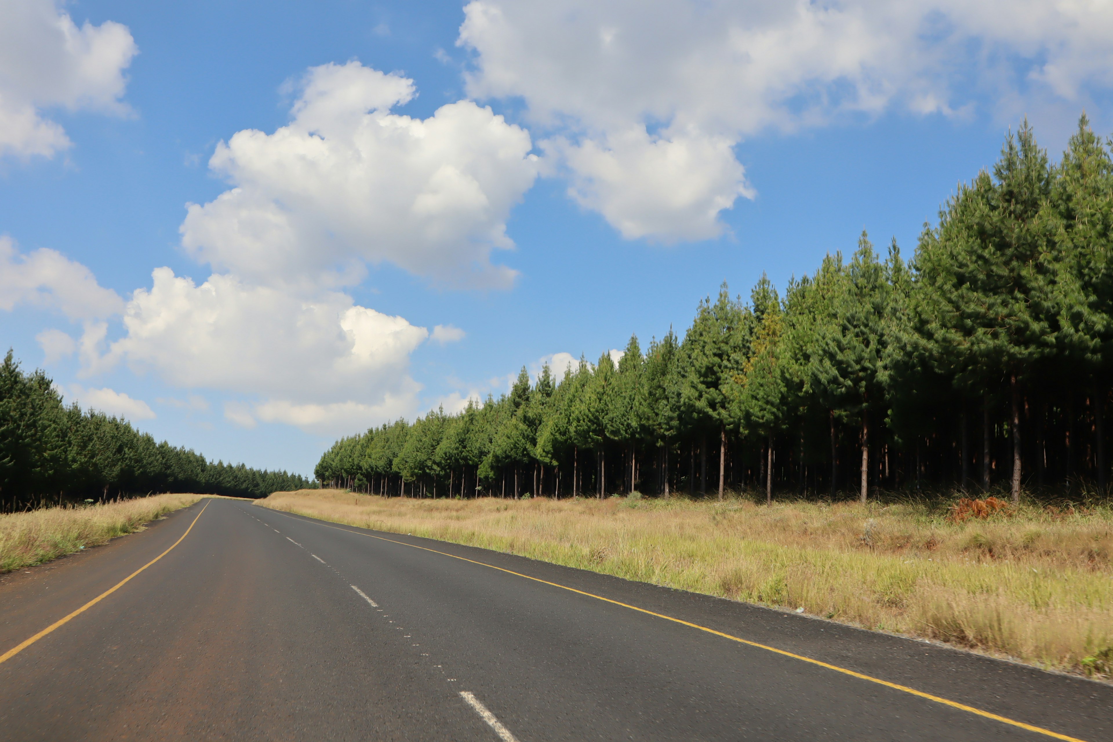 Jalan yang dikelilingi pohon pinus tinggi di bawah langit biru dengan awan putih