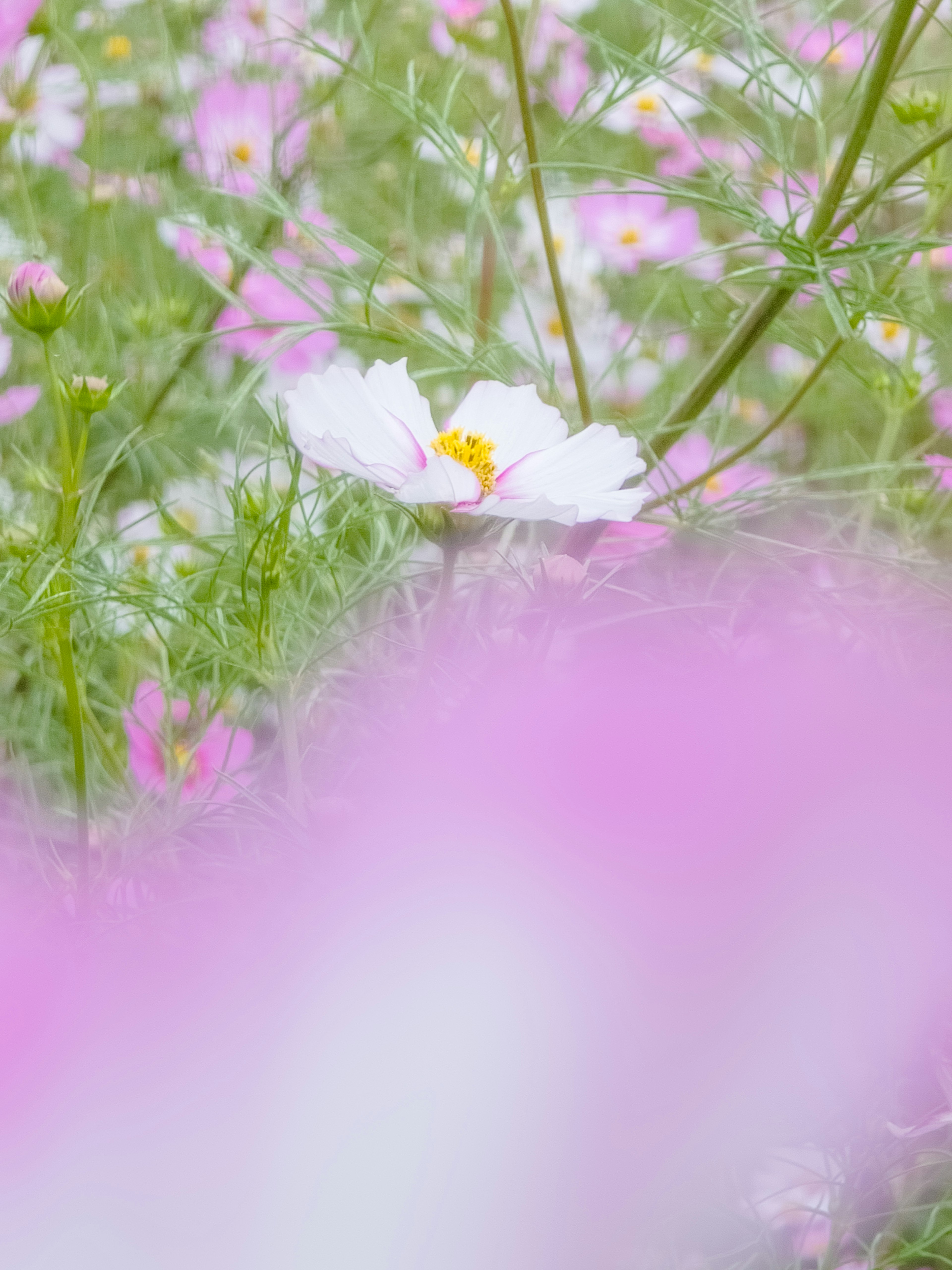 柔らかい色合いの花畑に咲く白い花とピンクの花々