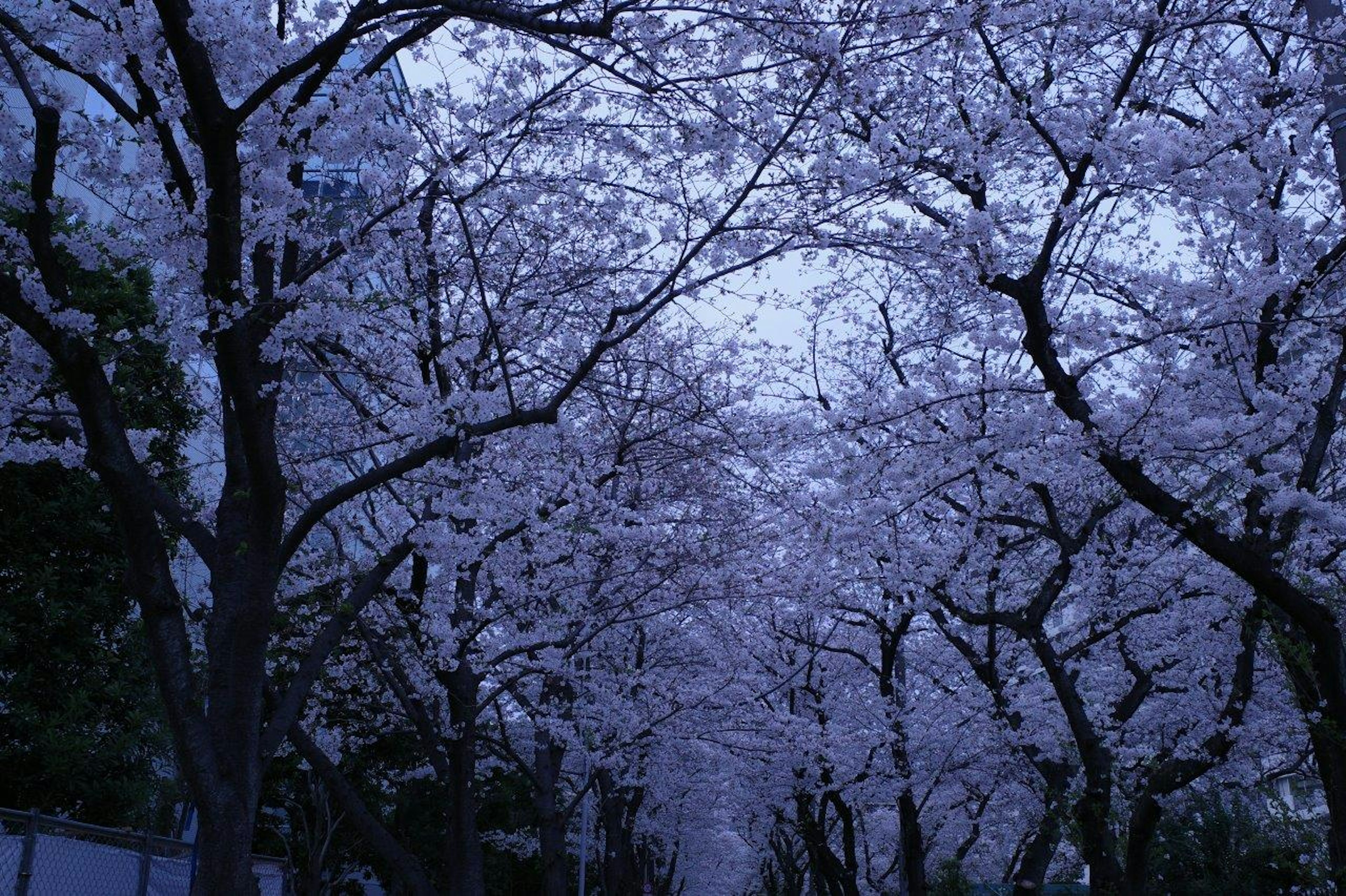 桜の木で覆われた道の景色薄暗い青い空の下