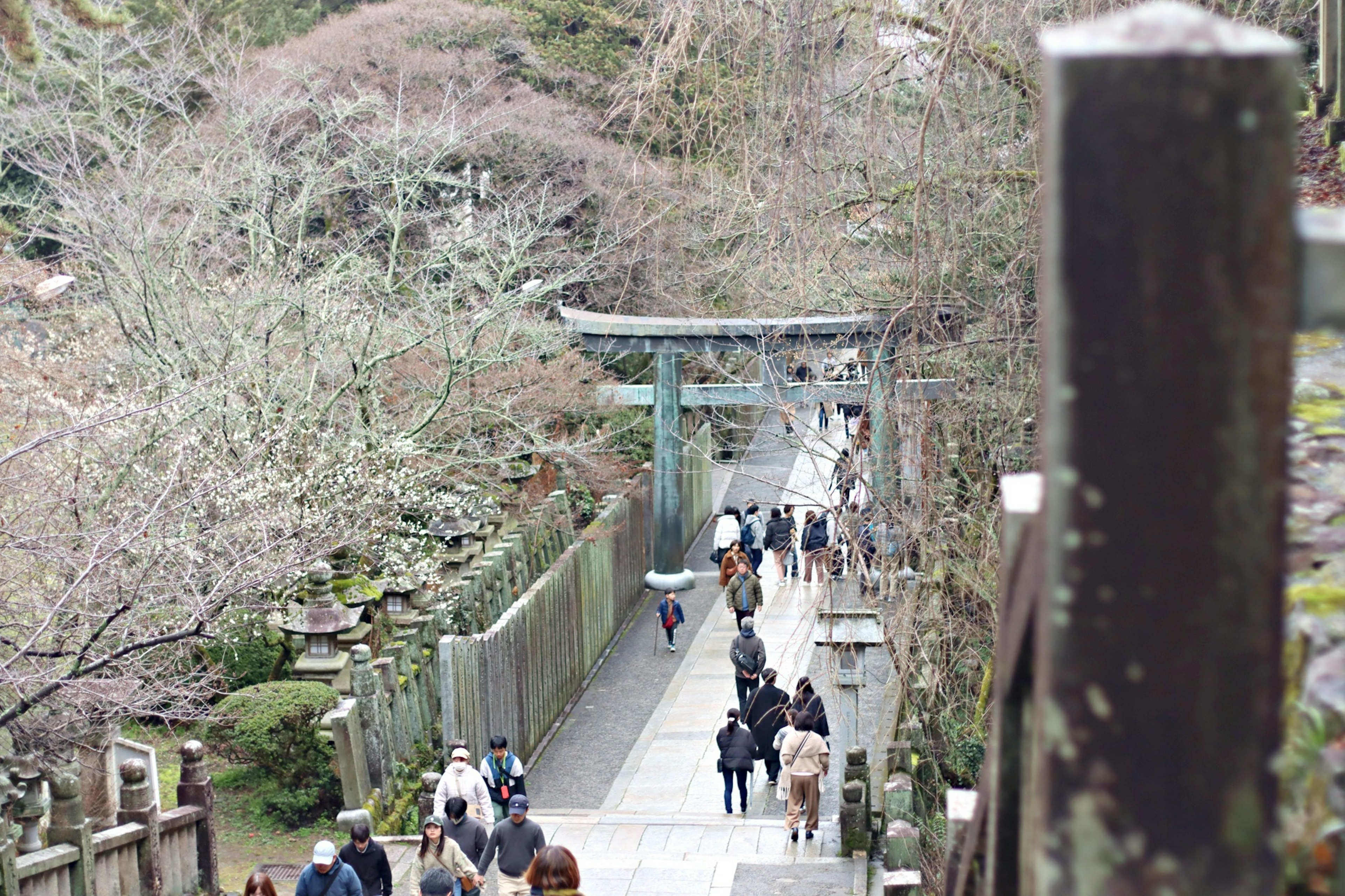 People walking along a cherry blossom tree-lined path with a torii gate