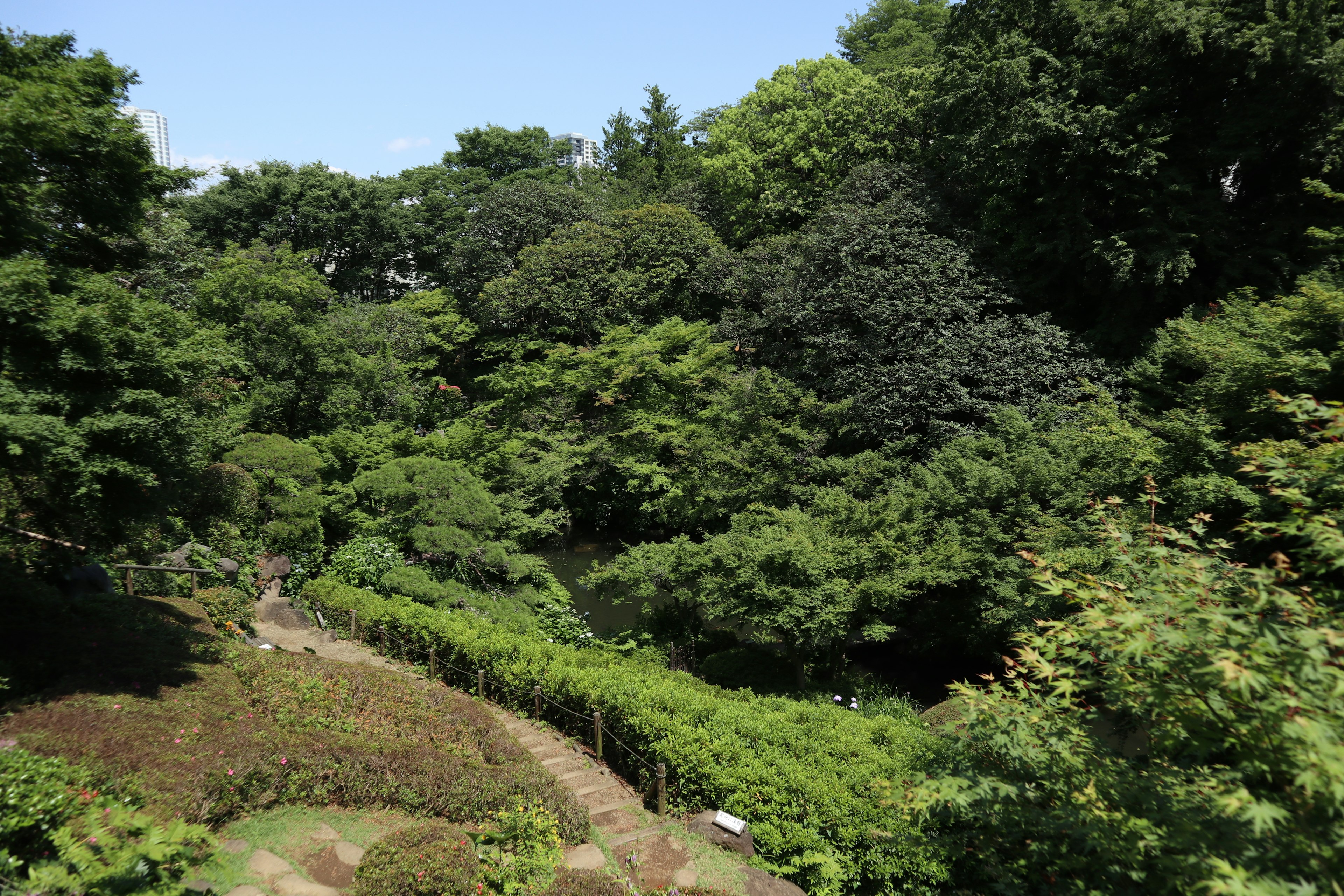 Paysage de jardin luxuriant avec des arbres verts et un ciel bleu clair