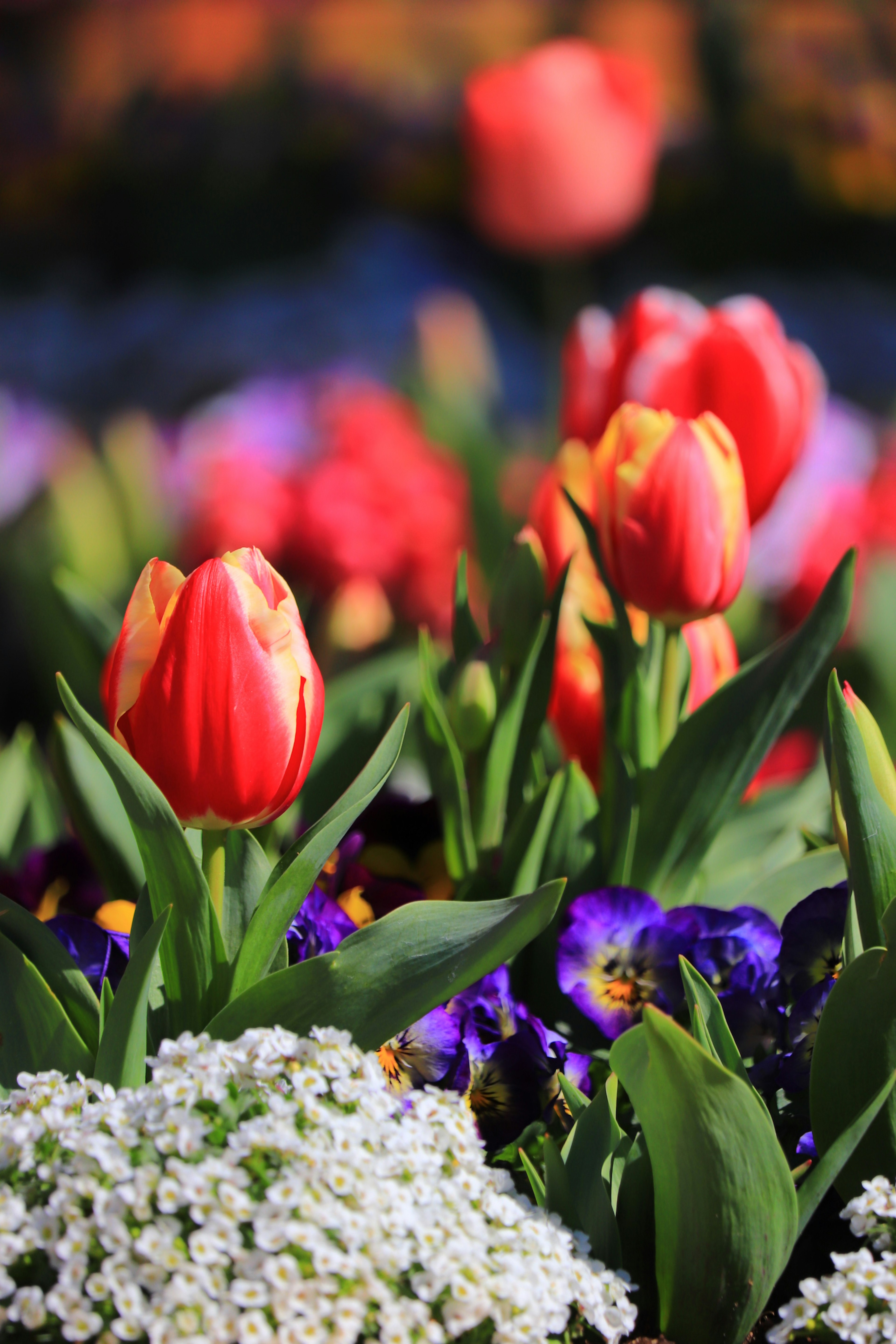 Cuplikan dekat tulip merah cerah dan pansy ungu di kebun bunga