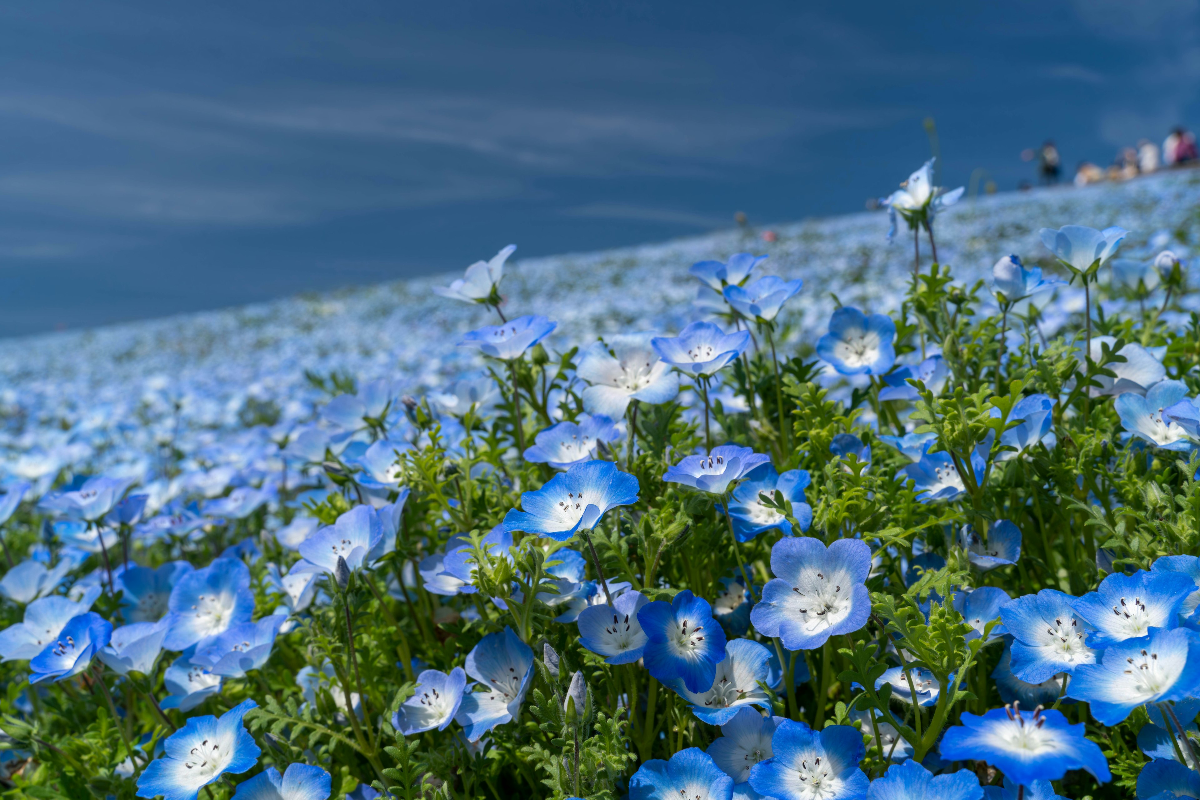 Campo de flores azules con cielo nublado