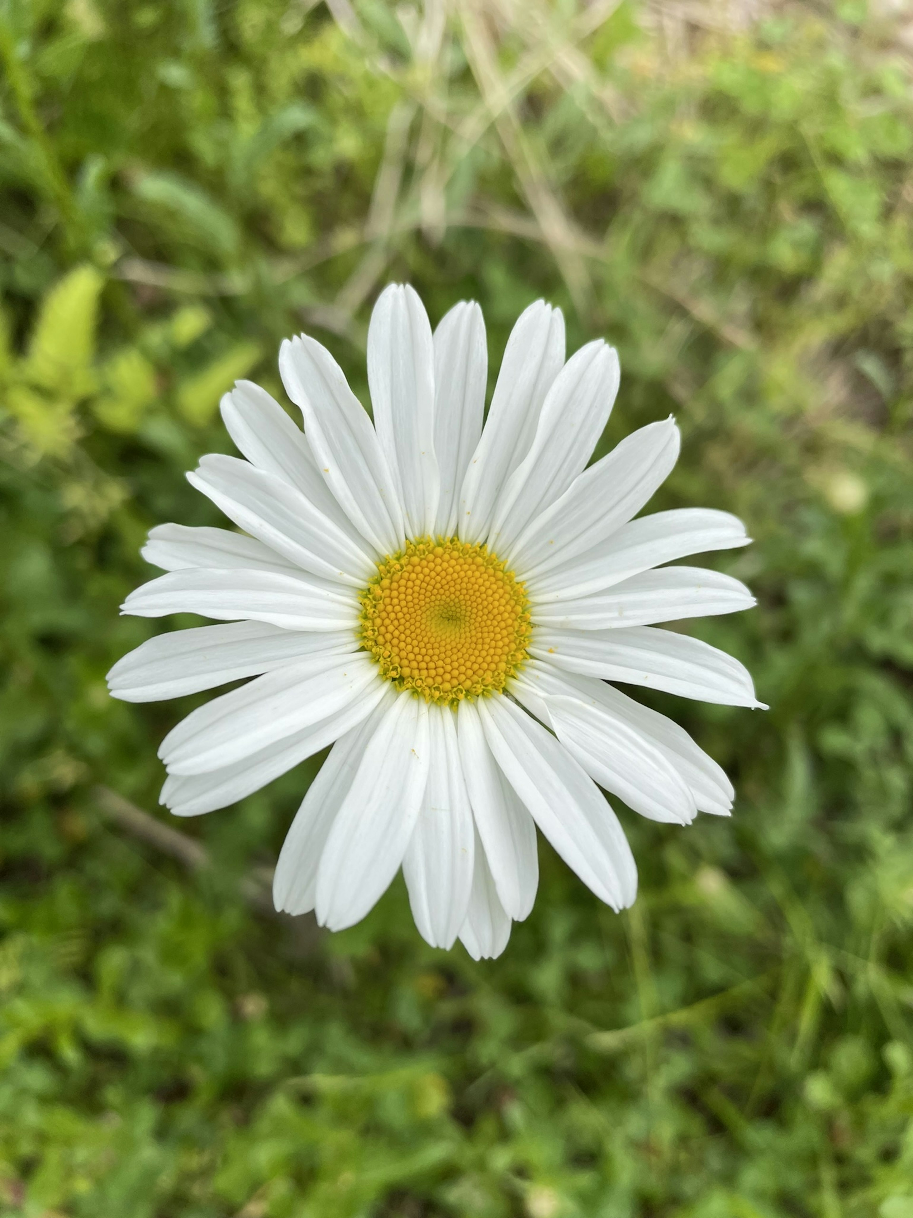 Eine weiße Gänseblümchenblüte mit einem leuchtend gelben Zentrum vor einem grünen Hintergrund