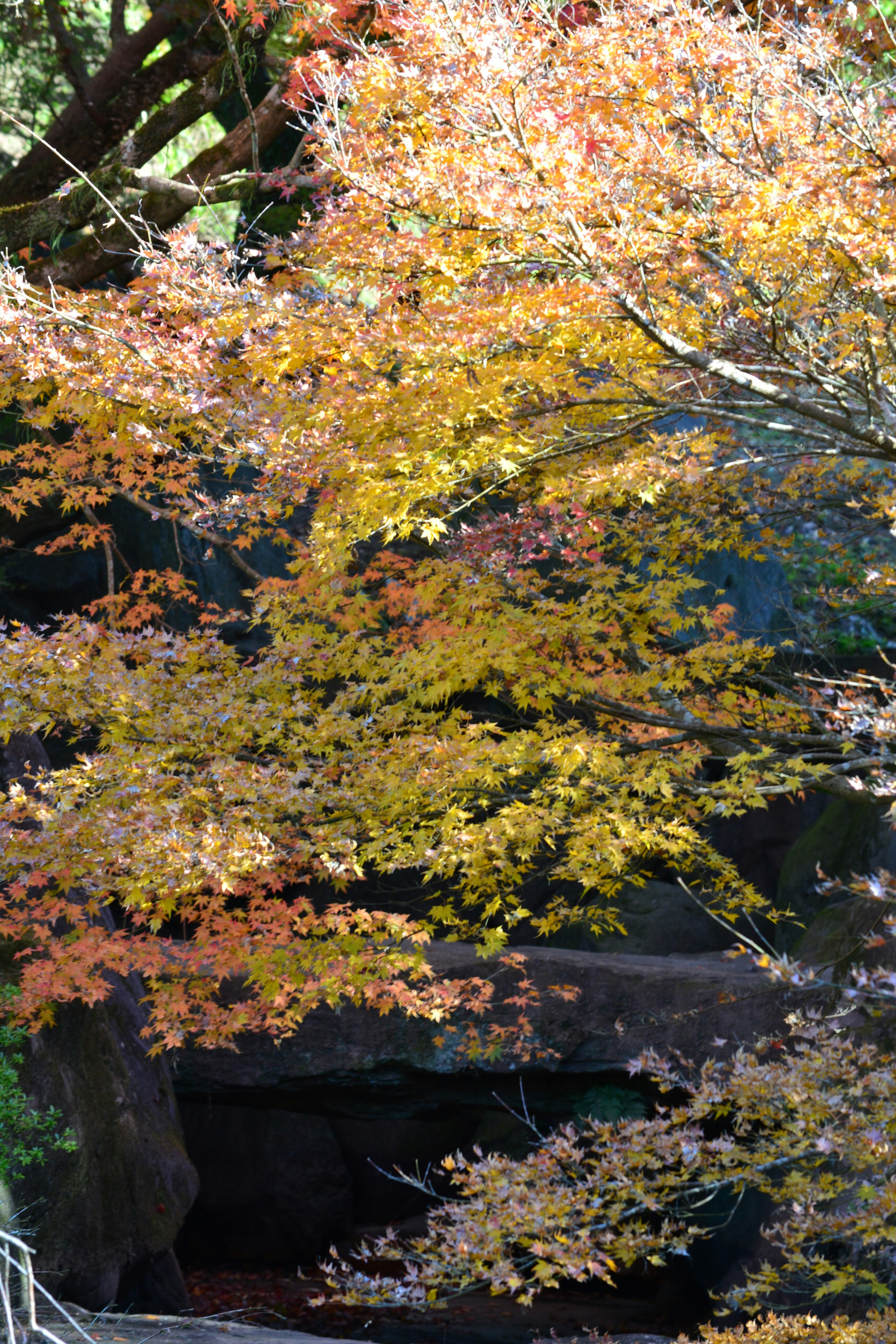 Gros plan sur des feuilles d'automne vibrantes sur des arbres