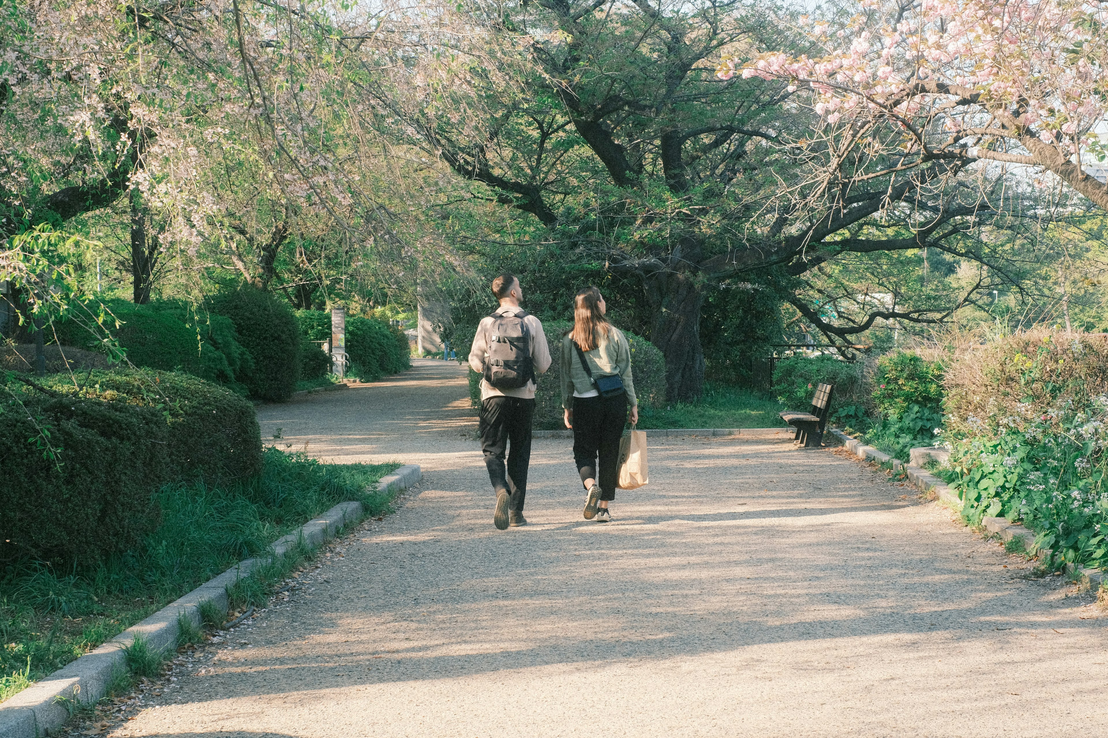 桜の木の下を歩くカップルの風景