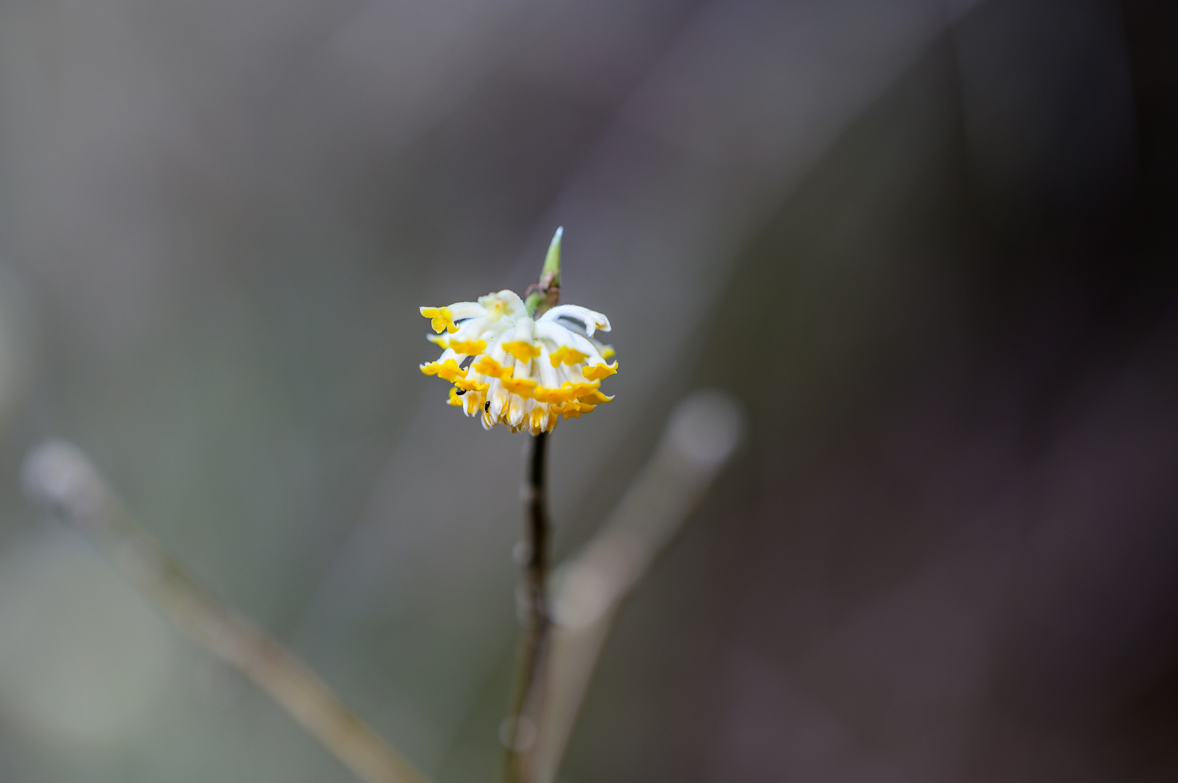 Eine gelbe Blume blüht an der Spitze eines dünnen Stammes vor einem verschwommenen Hintergrund