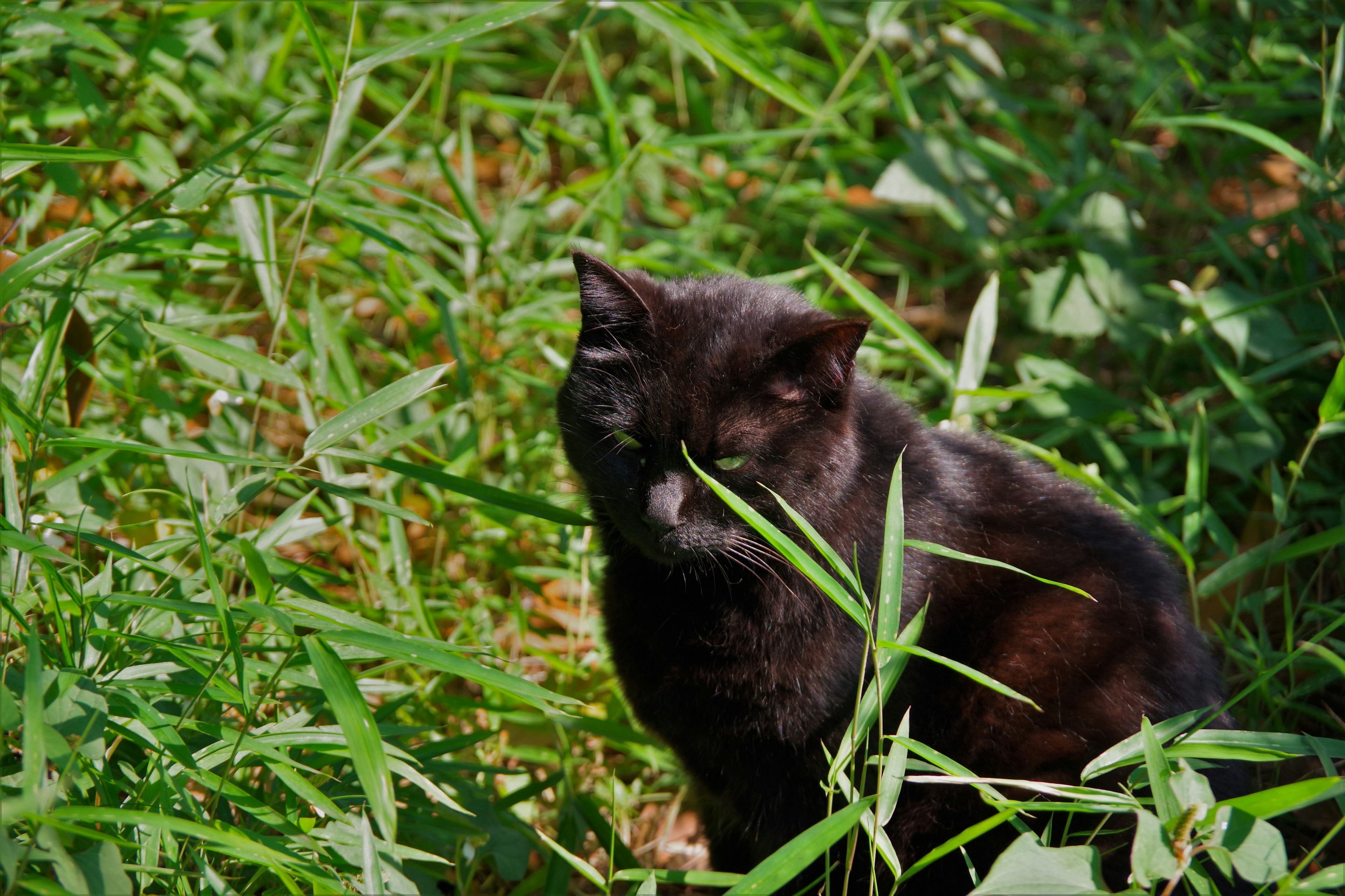 Gato negro sentado en un campo de hierba verde