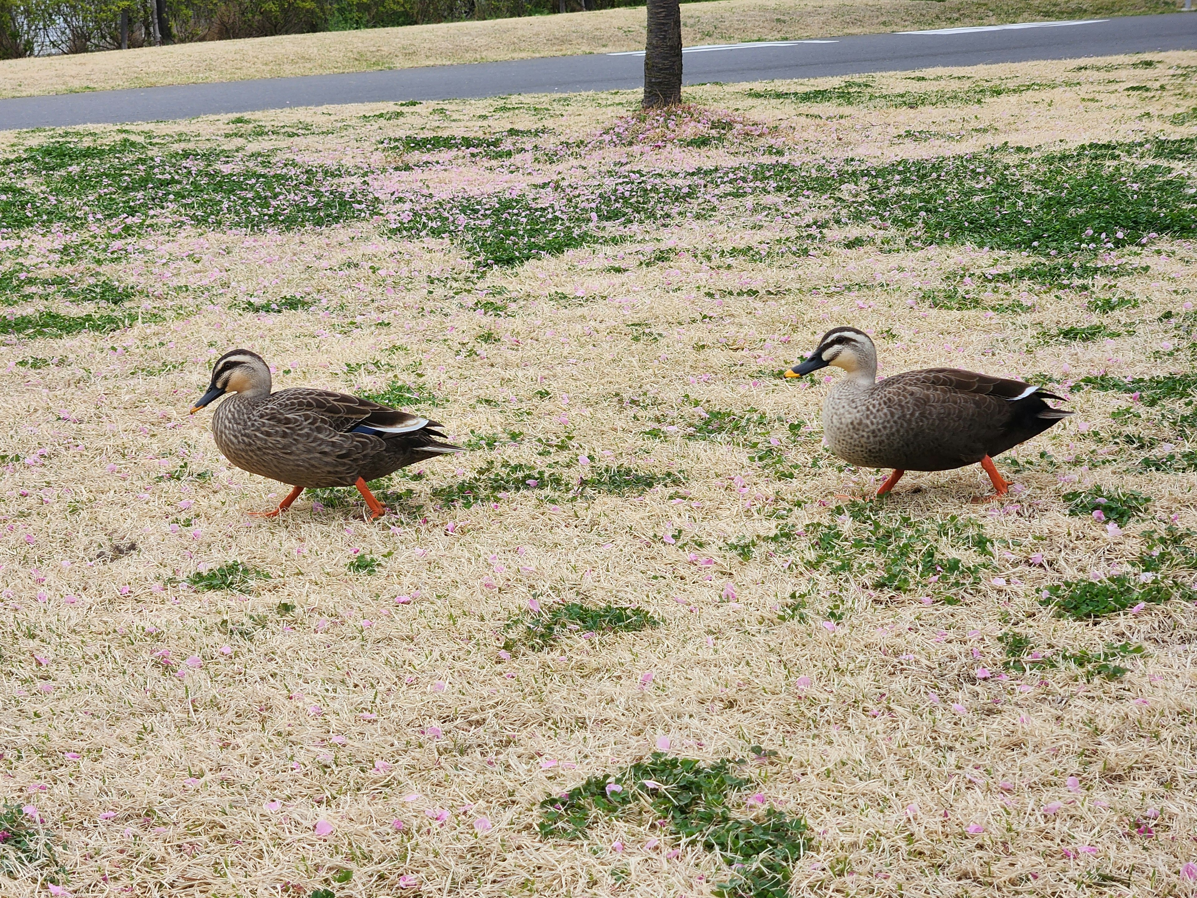 Dos patos caminando sobre el suelo cubierto de hierba